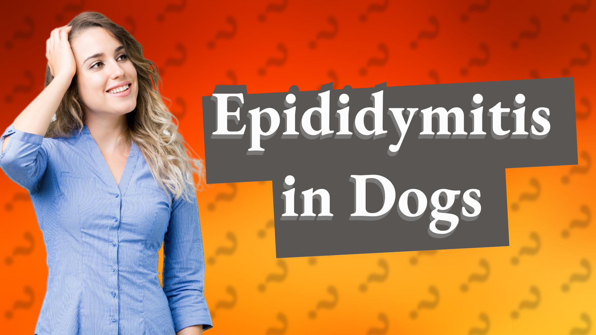 Epididymitis in Dogs