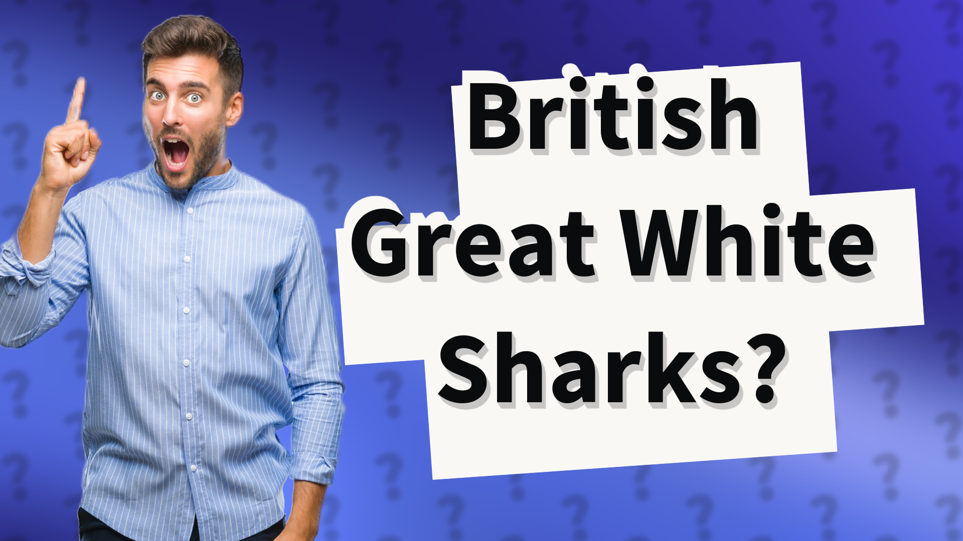 British Great White Sharks?