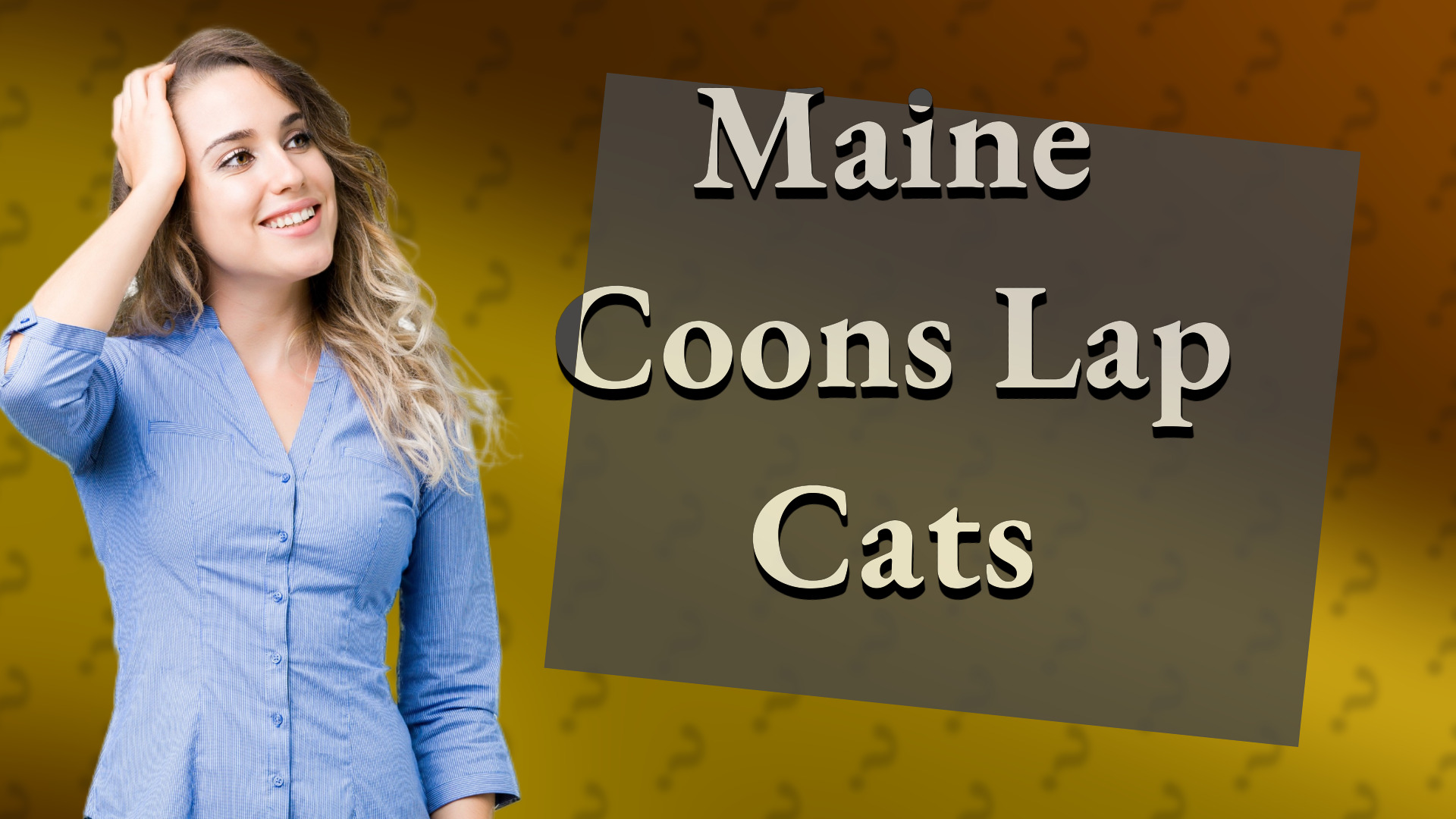 Maine Coons Lap Cats