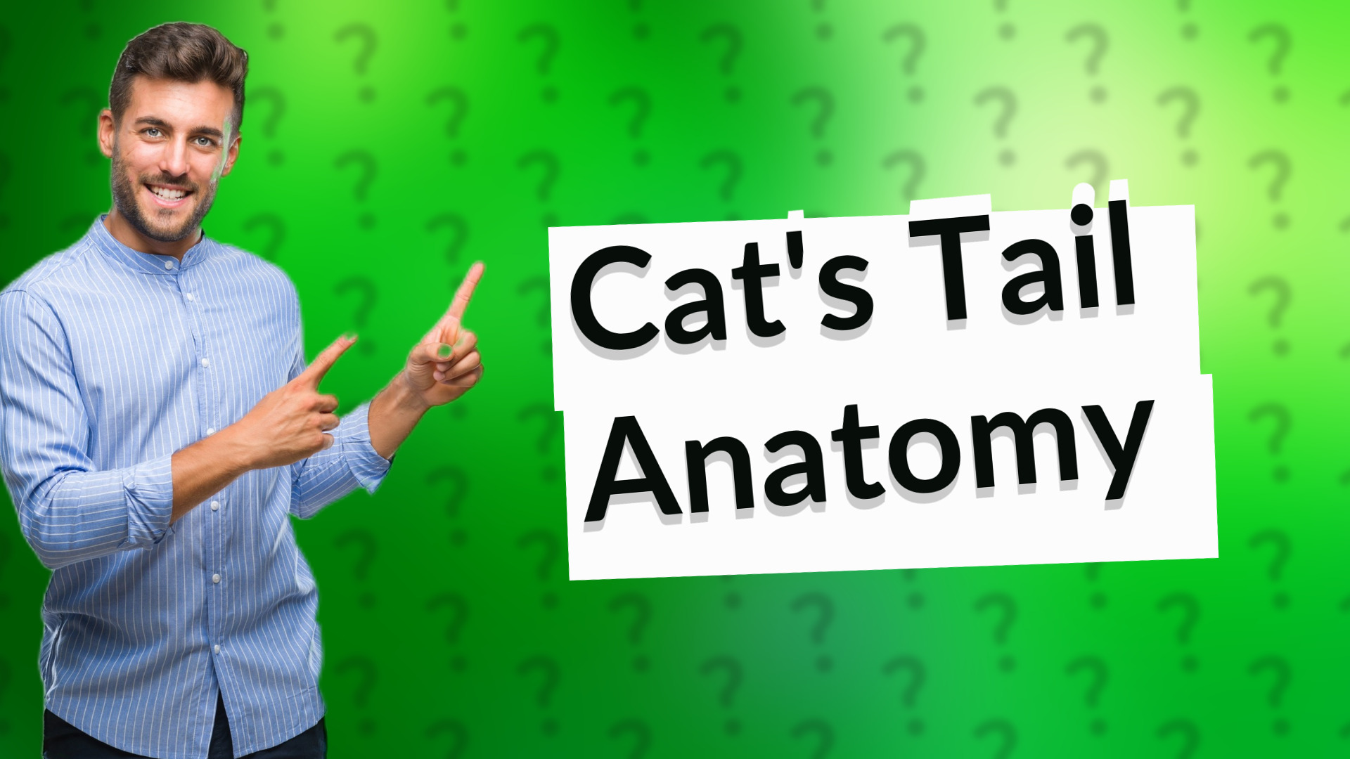 Cat's Tail Anatomy