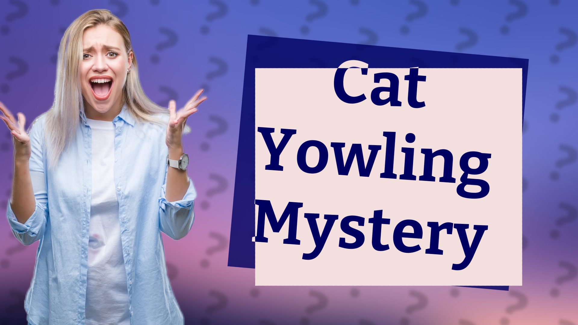 Cat Yowling Mystery