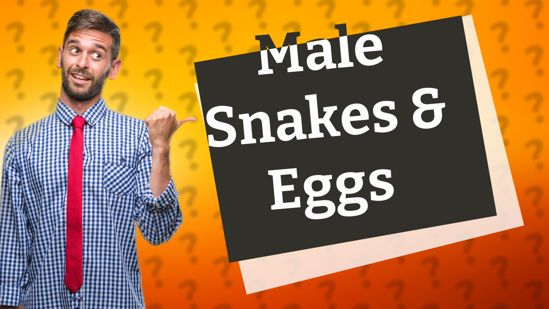 Male Snakes & Eggs