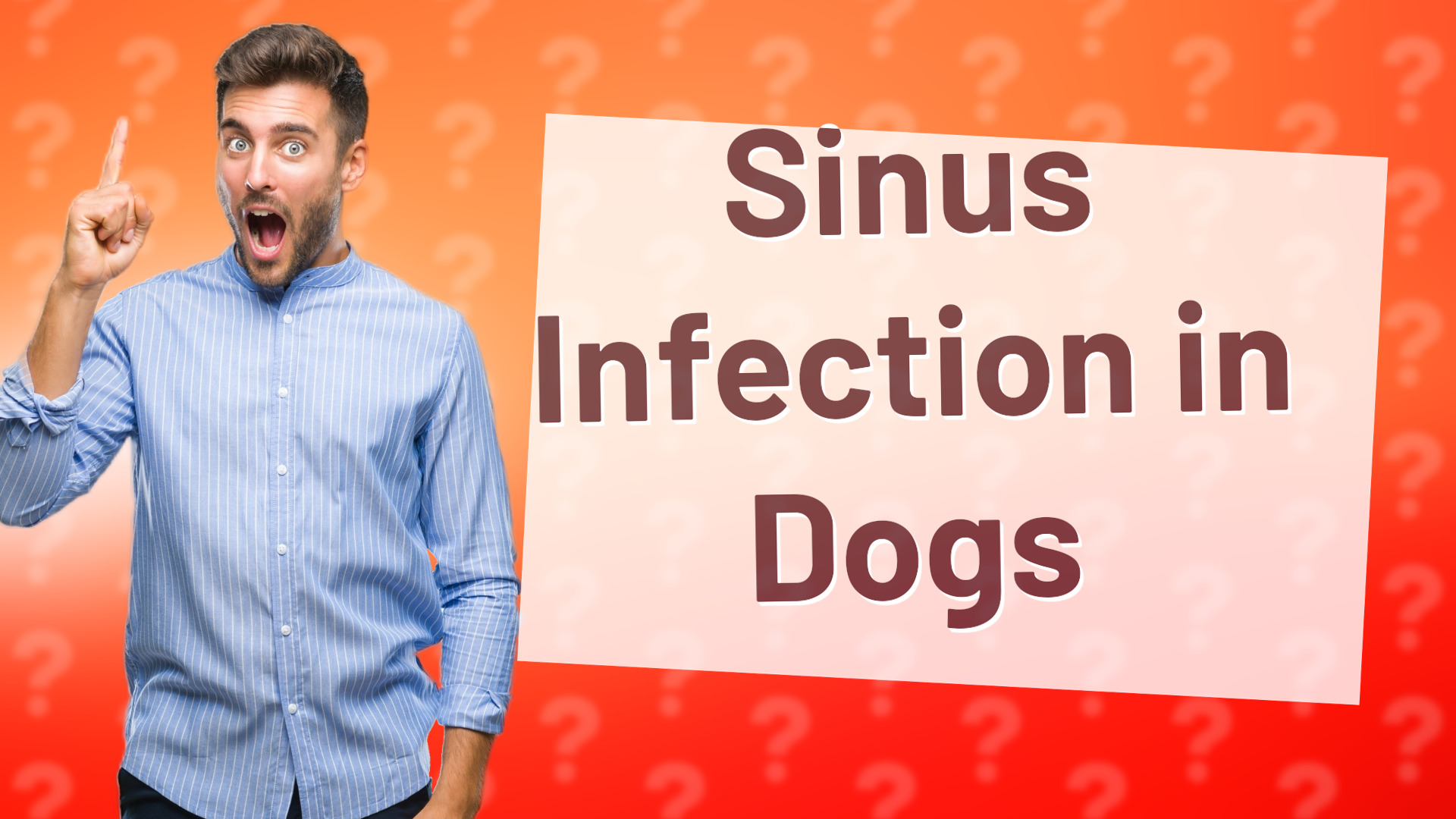 Sinus Infection in Dogs