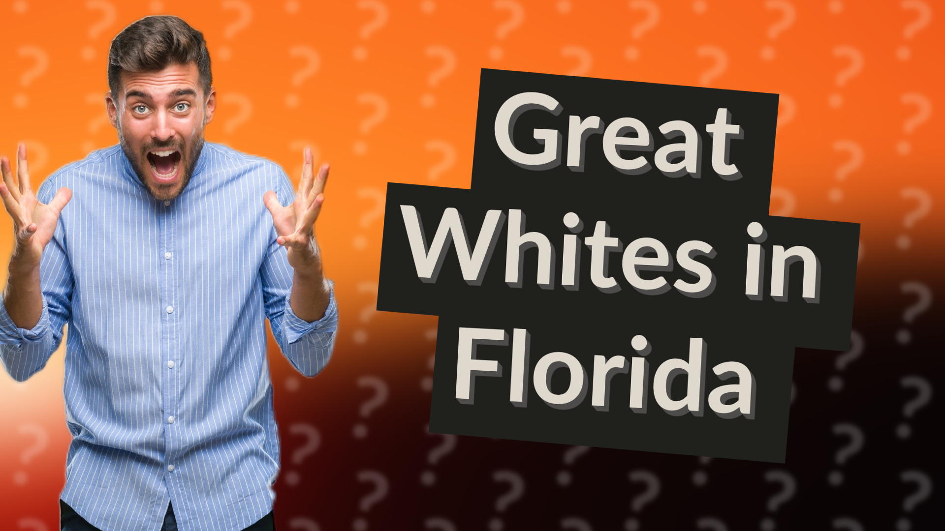 Great Whites in Florida
