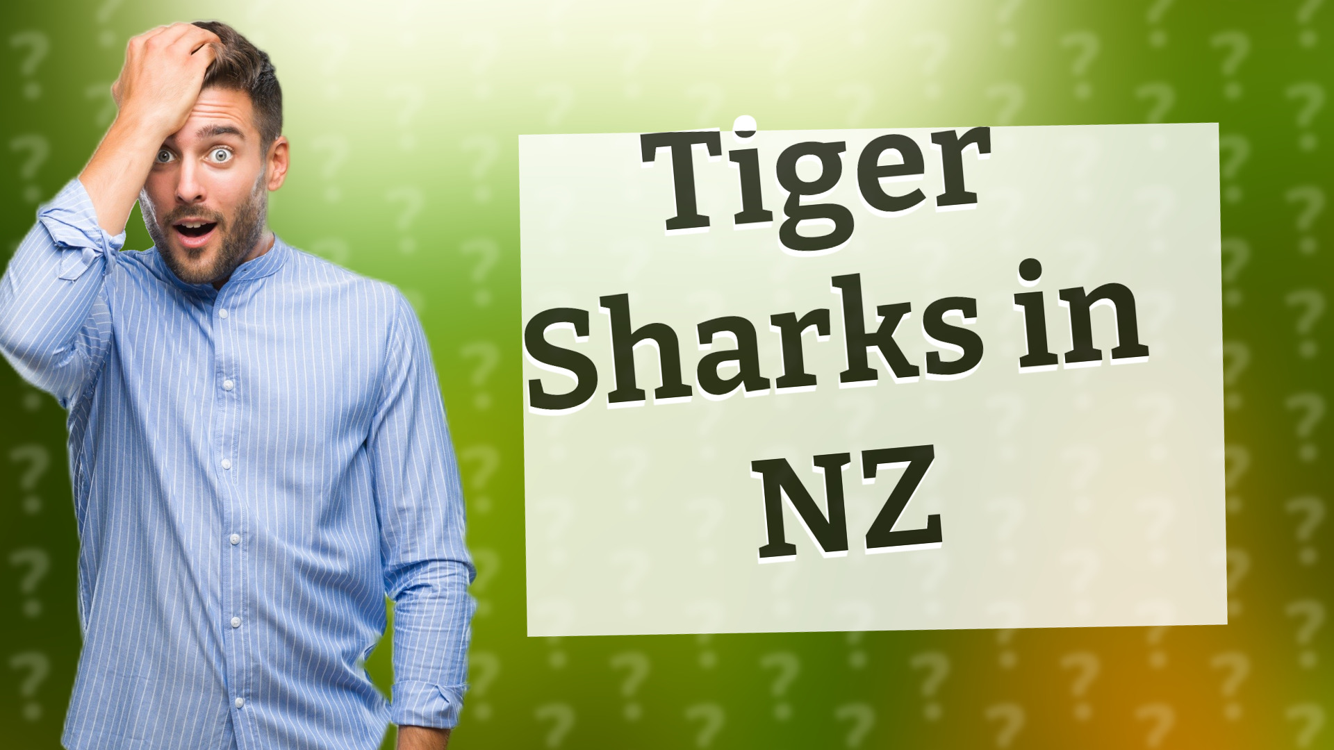 Tiger Sharks in NZ
