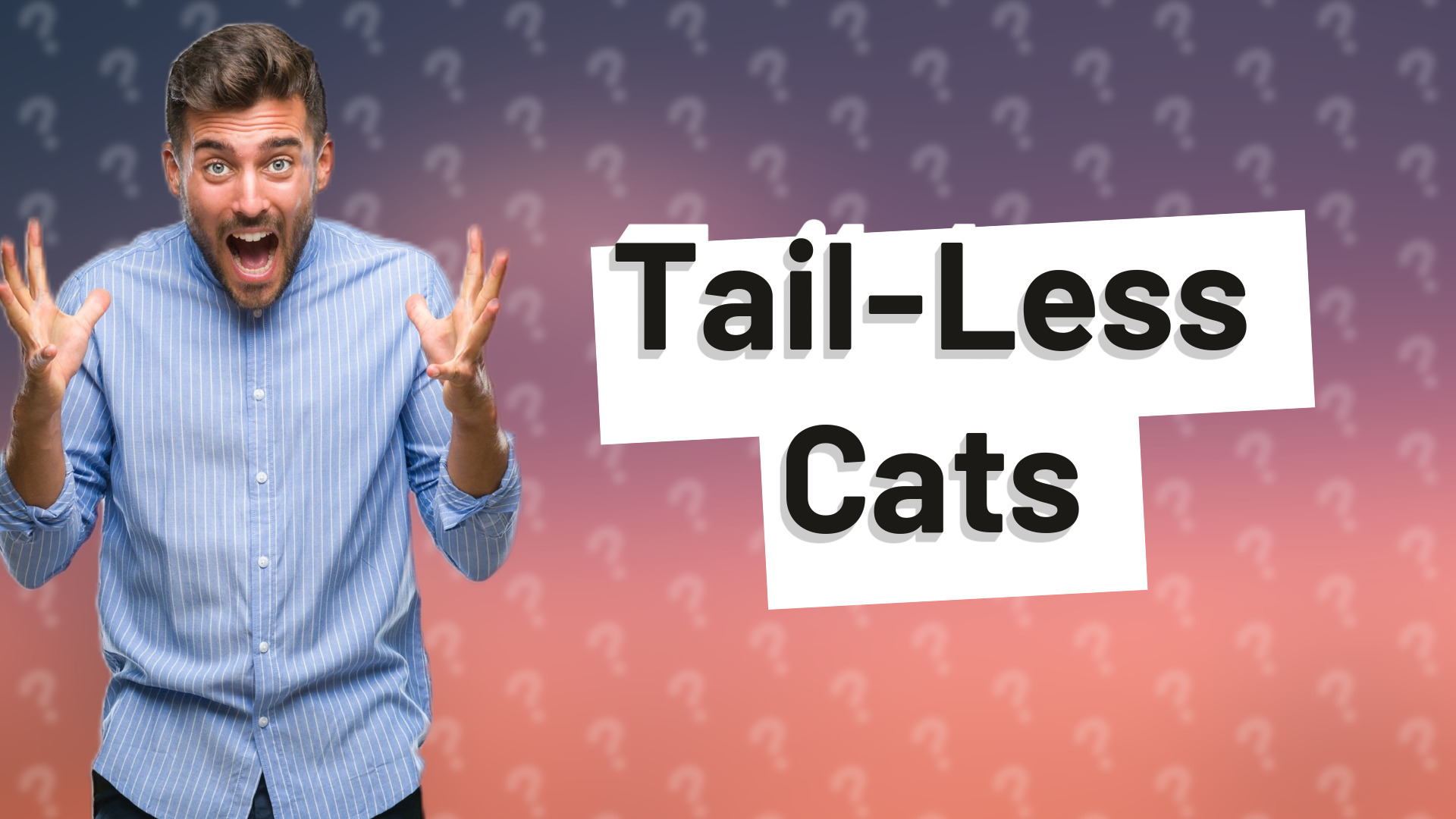 Tail-Less Cats