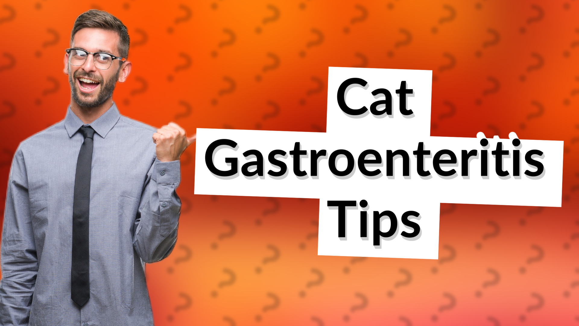 Cat Gastroenteritis Tips