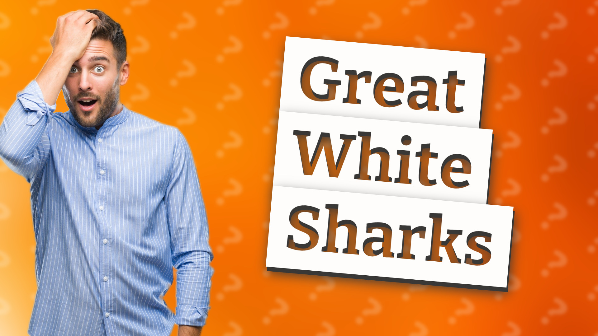 Great White Sharks