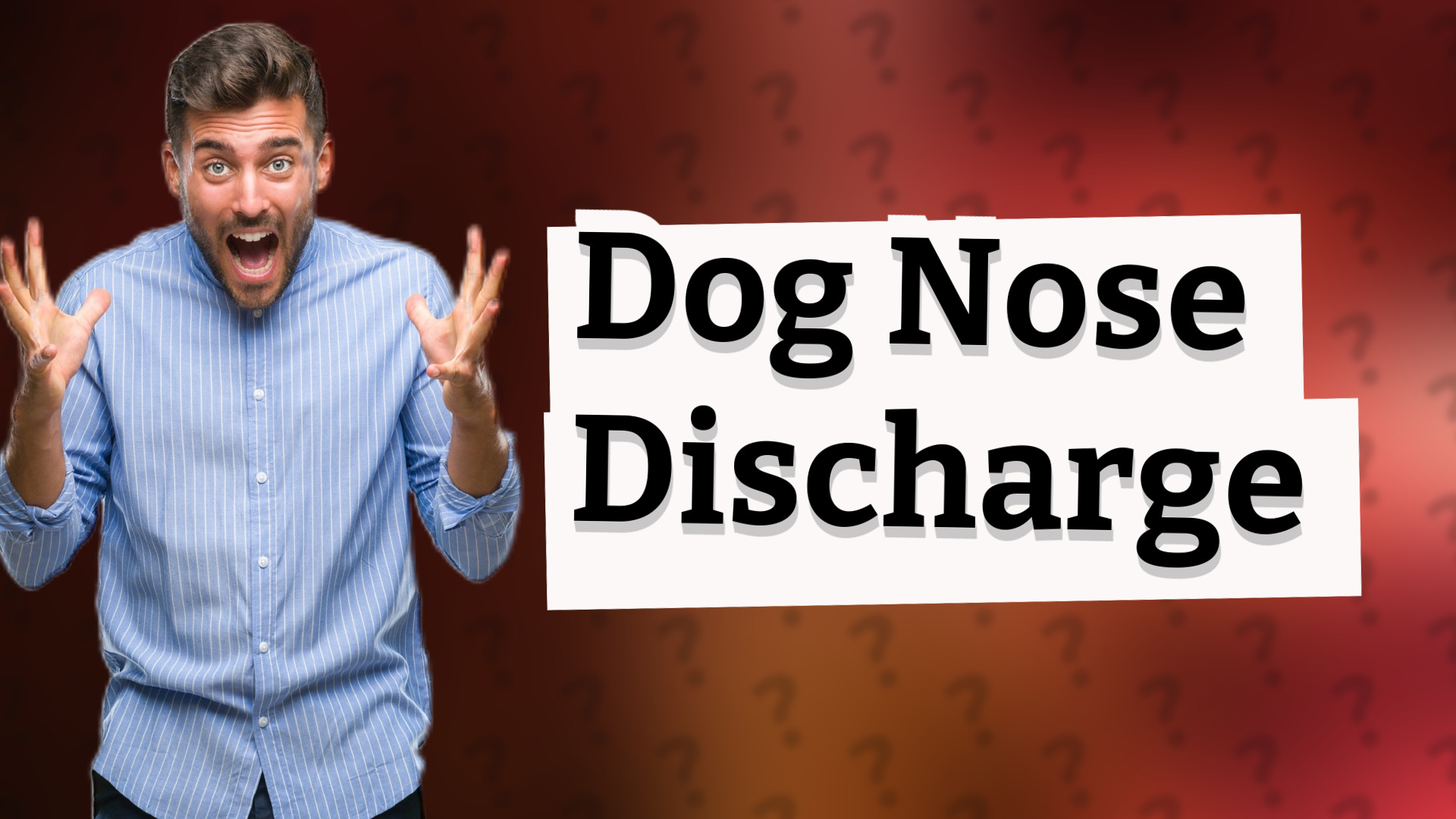 Dog Nose Discharge