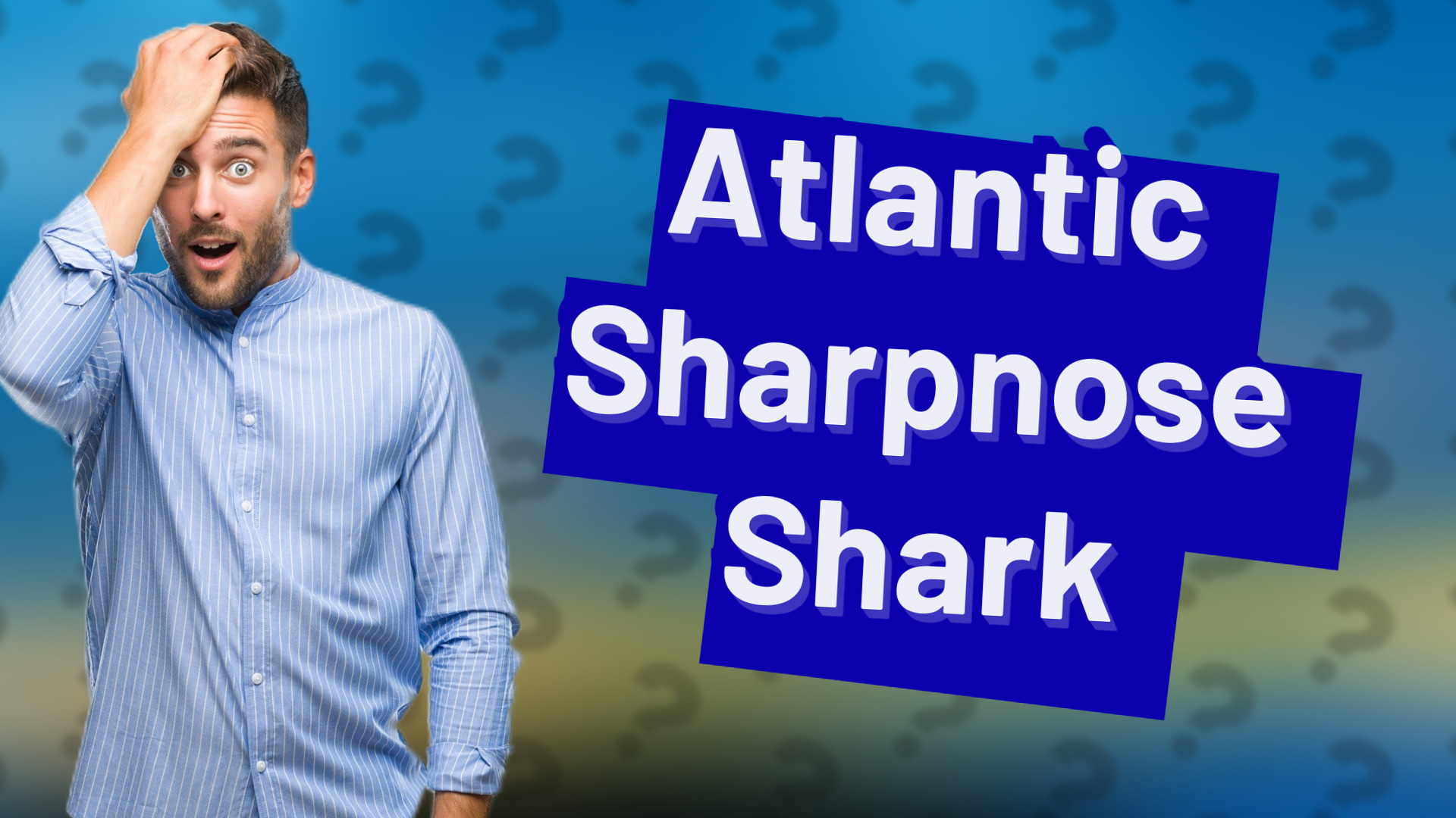 Atlantic Sharpnose Shark