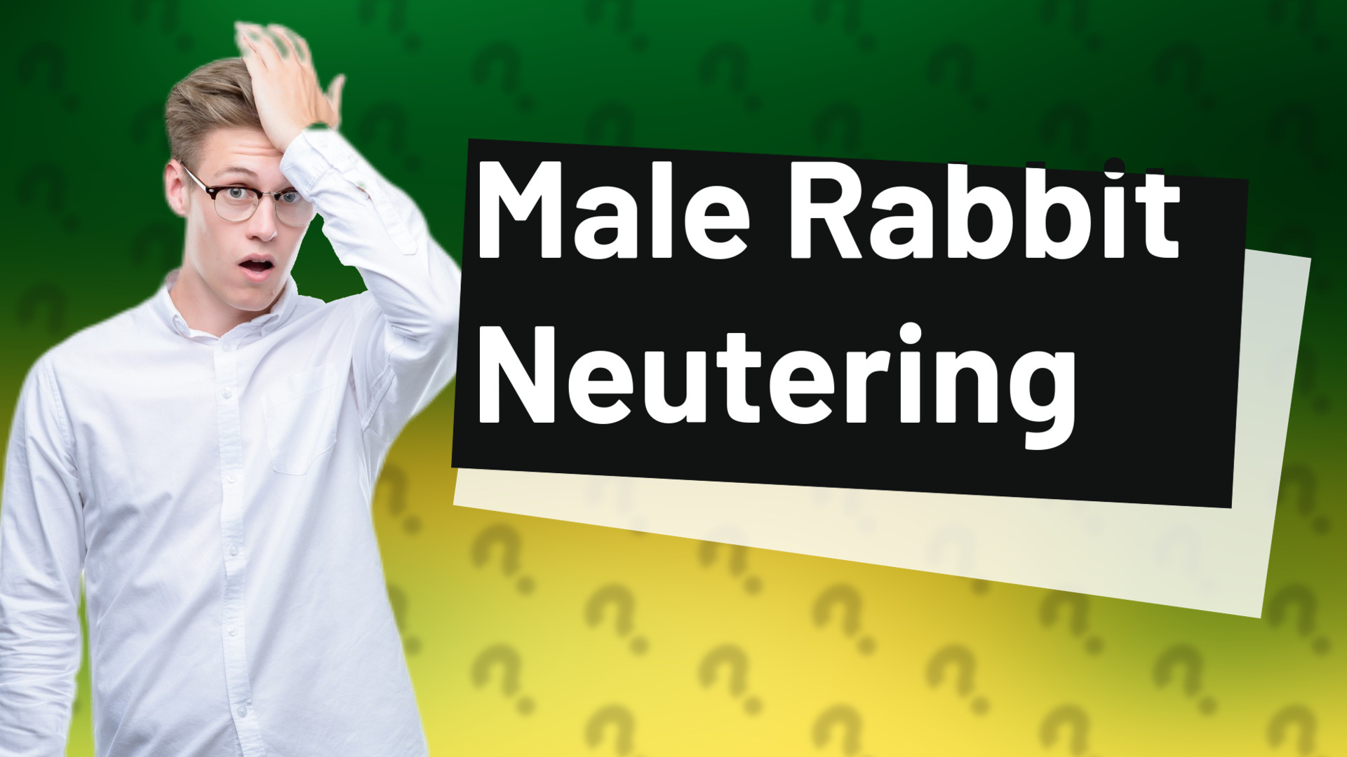 Male Rabbit Neutering