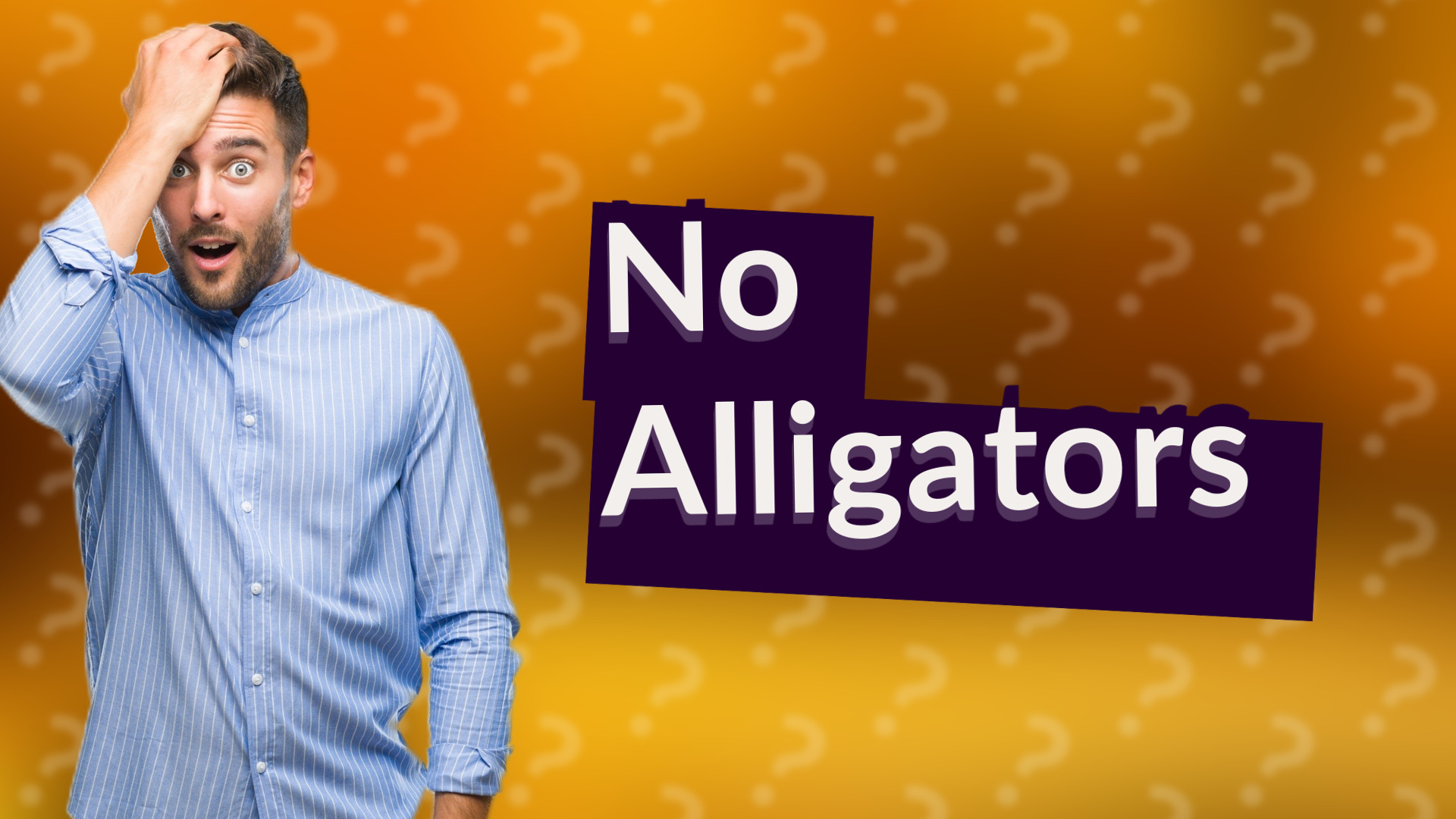 No Alligators