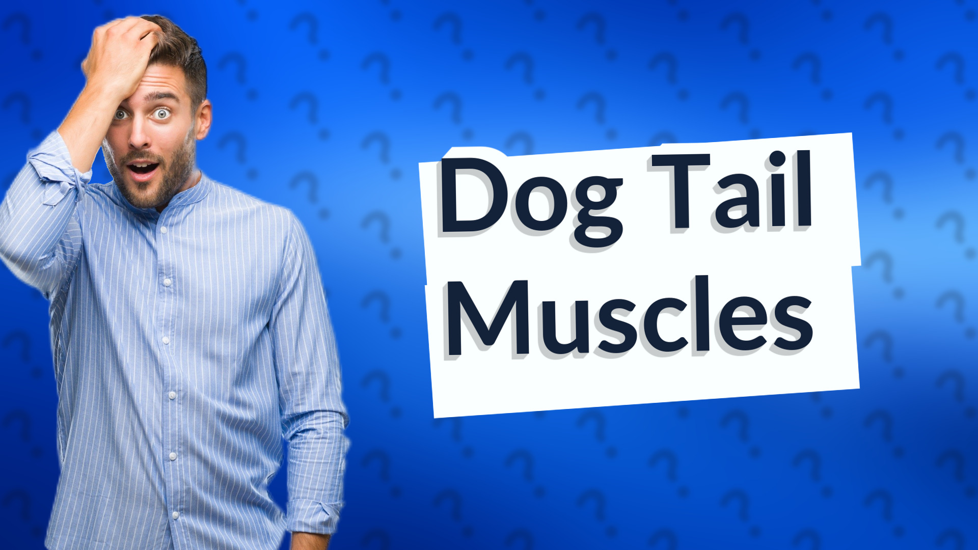 Dog Tail Muscles