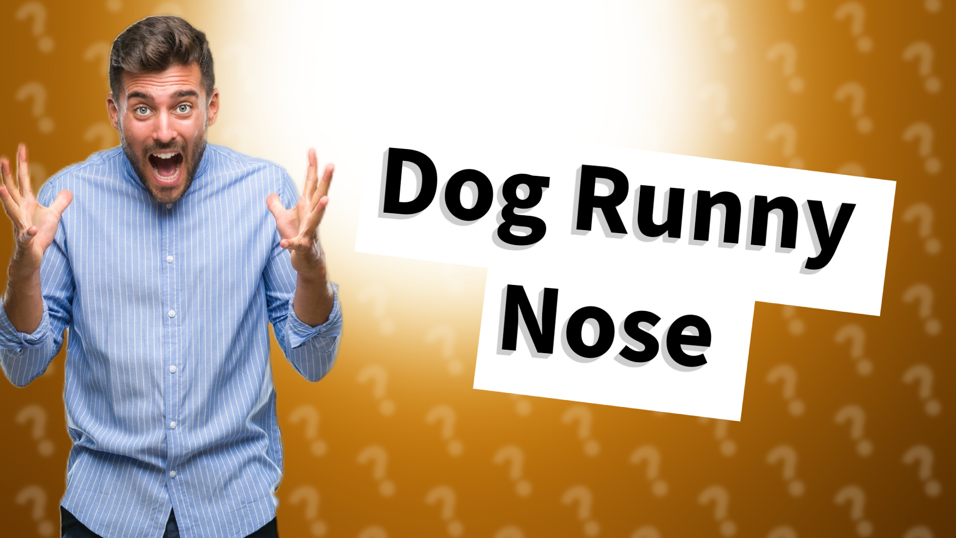 Dog Runny Nose
