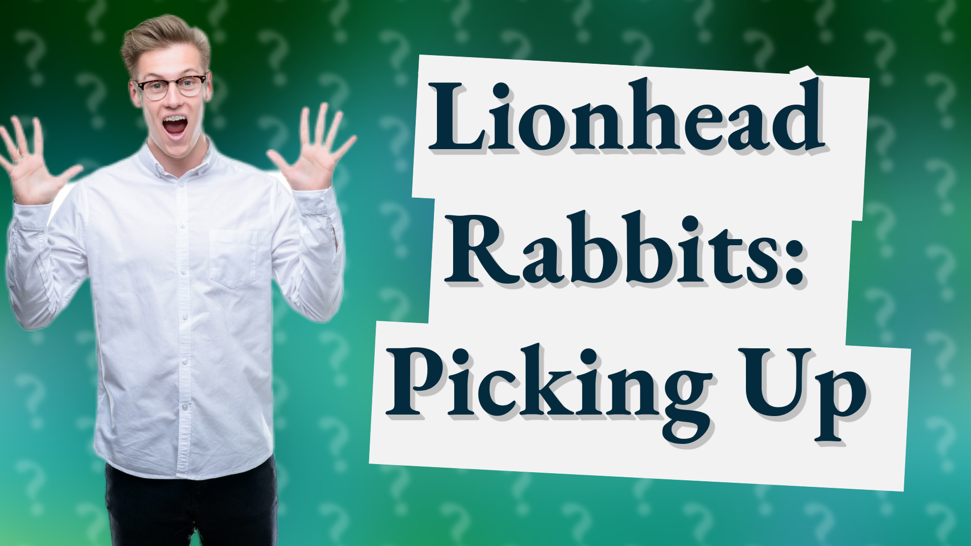 Lionhead Rabbits: Picking Up