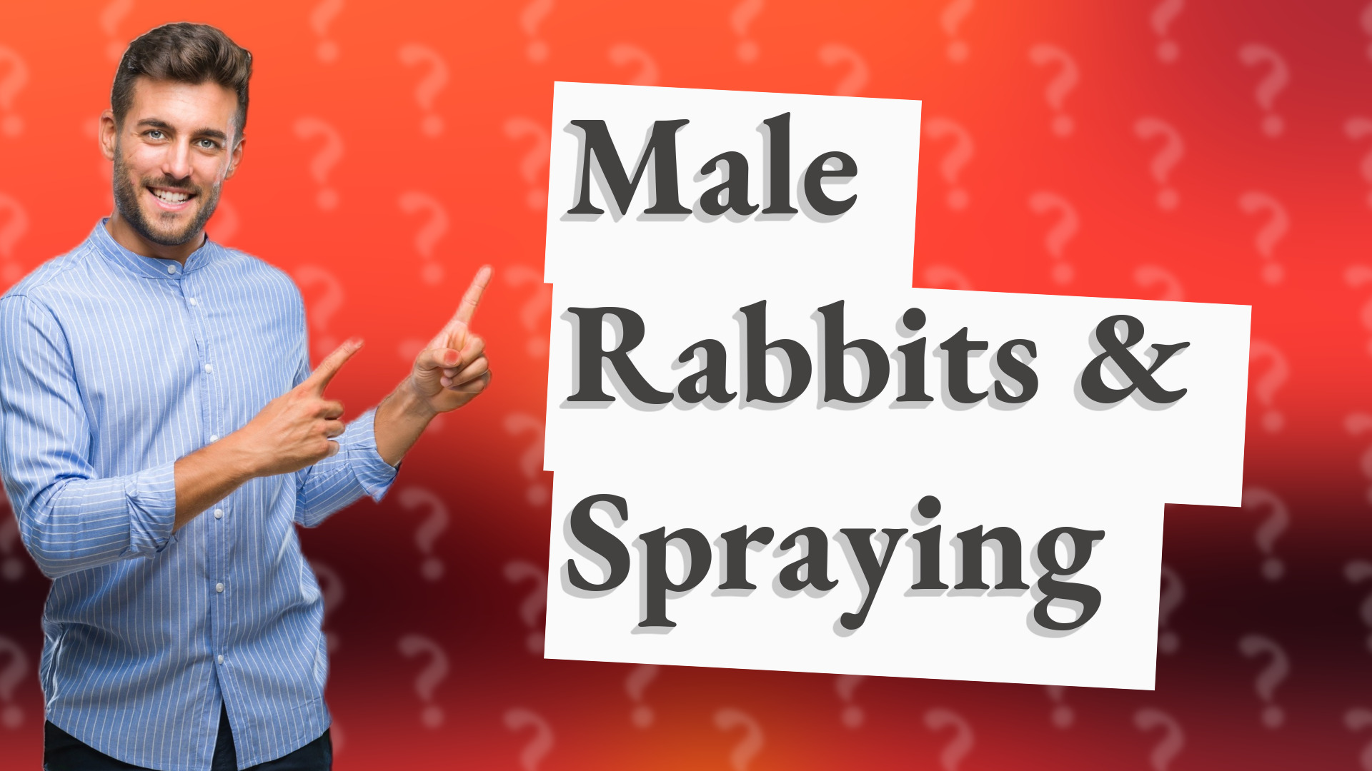 Male Rabbits & Spraying