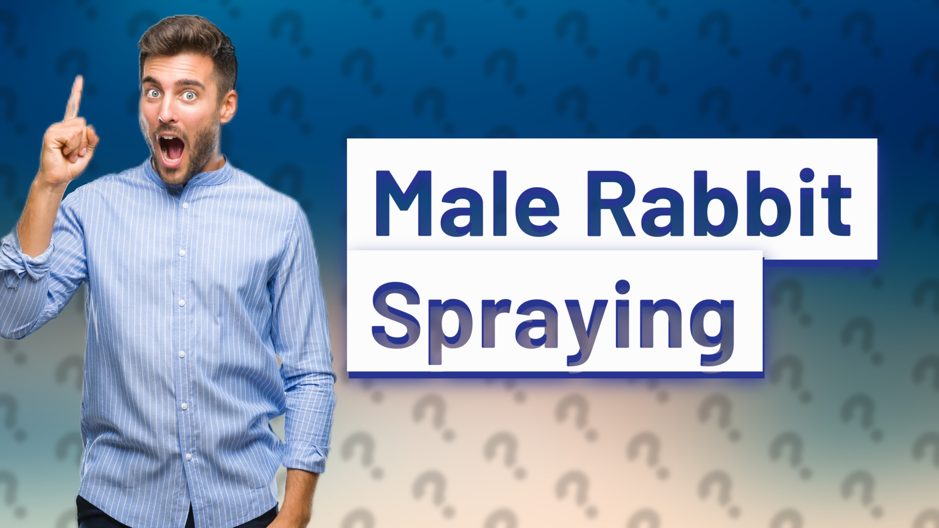 Male Rabbit Spraying