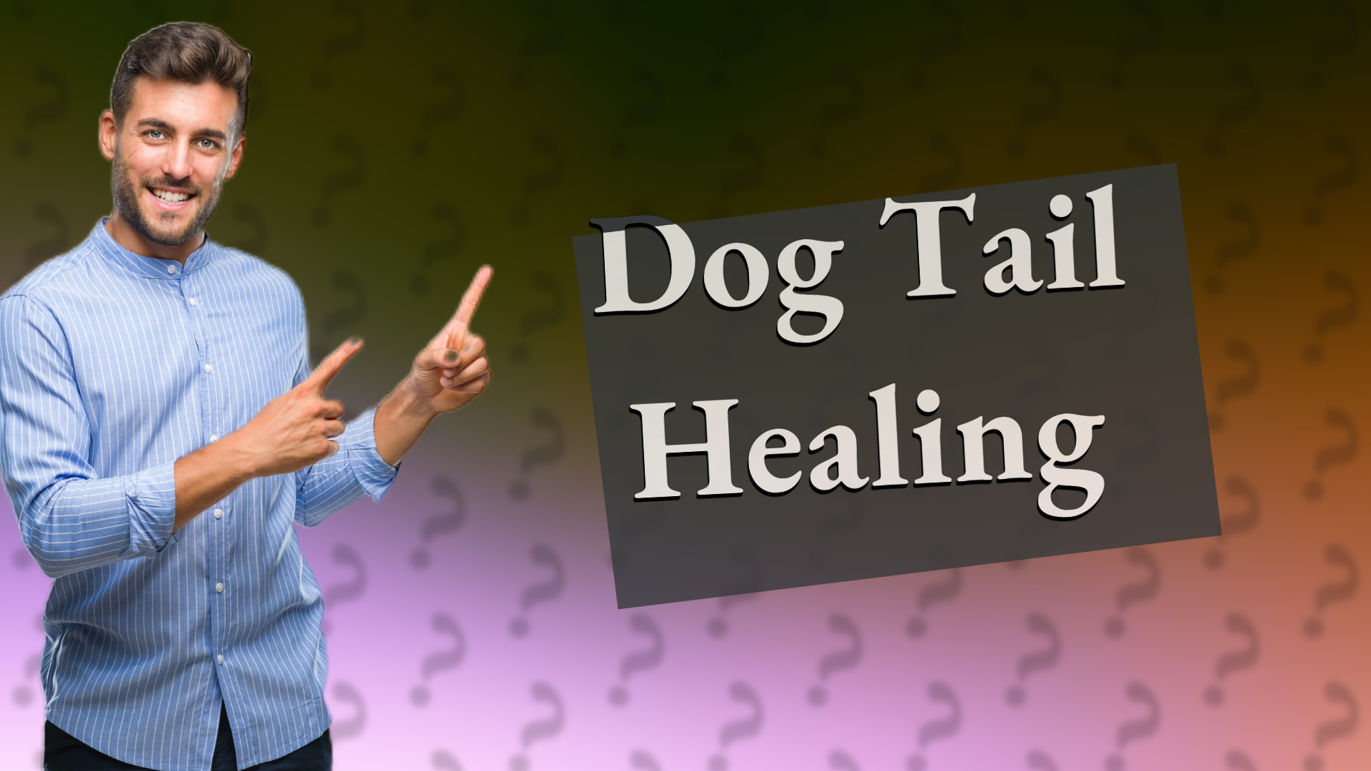 Dog Tail Healing