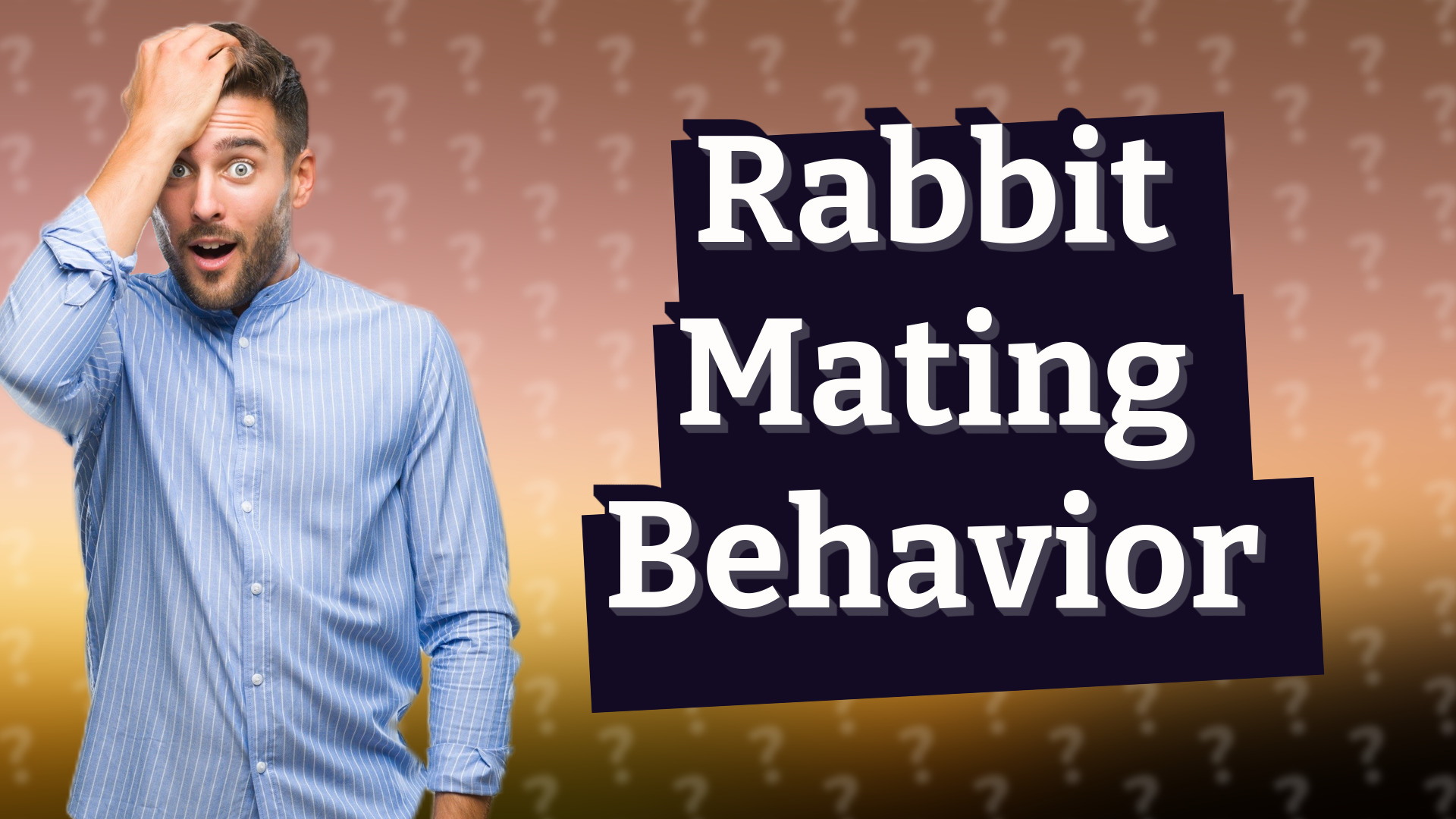 Rabbit Mating Behavior