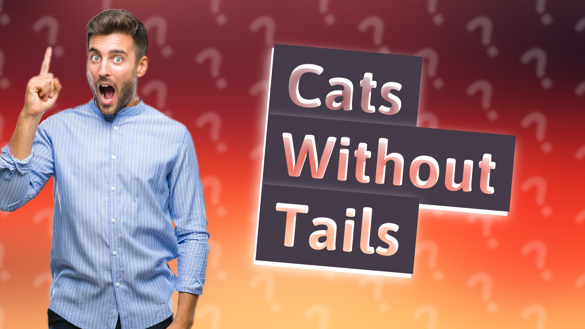 Cats Without Tails