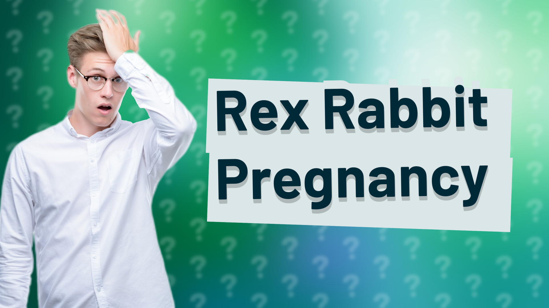 Rex Rabbit Pregnancy
