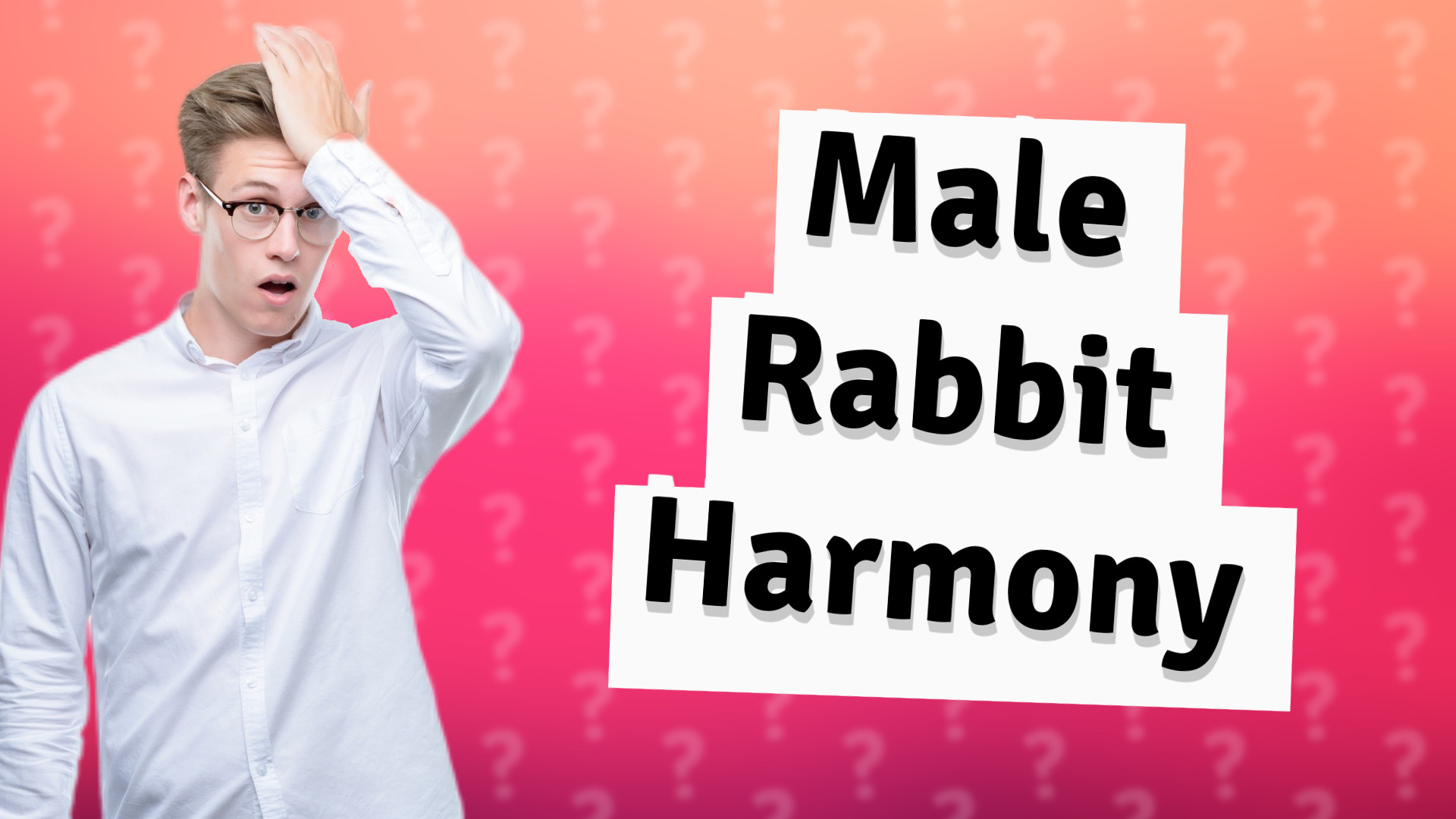 Male Rabbit Harmony