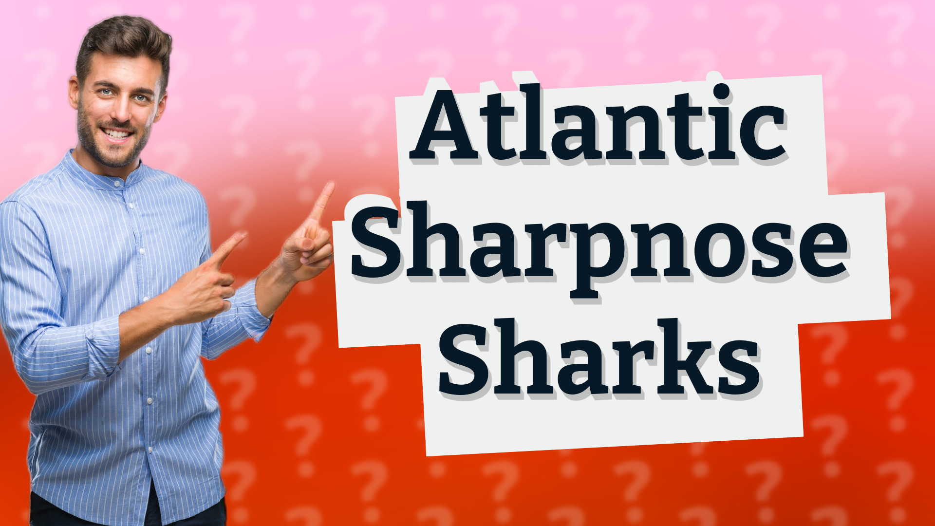 Atlantic Sharpnose Sharks