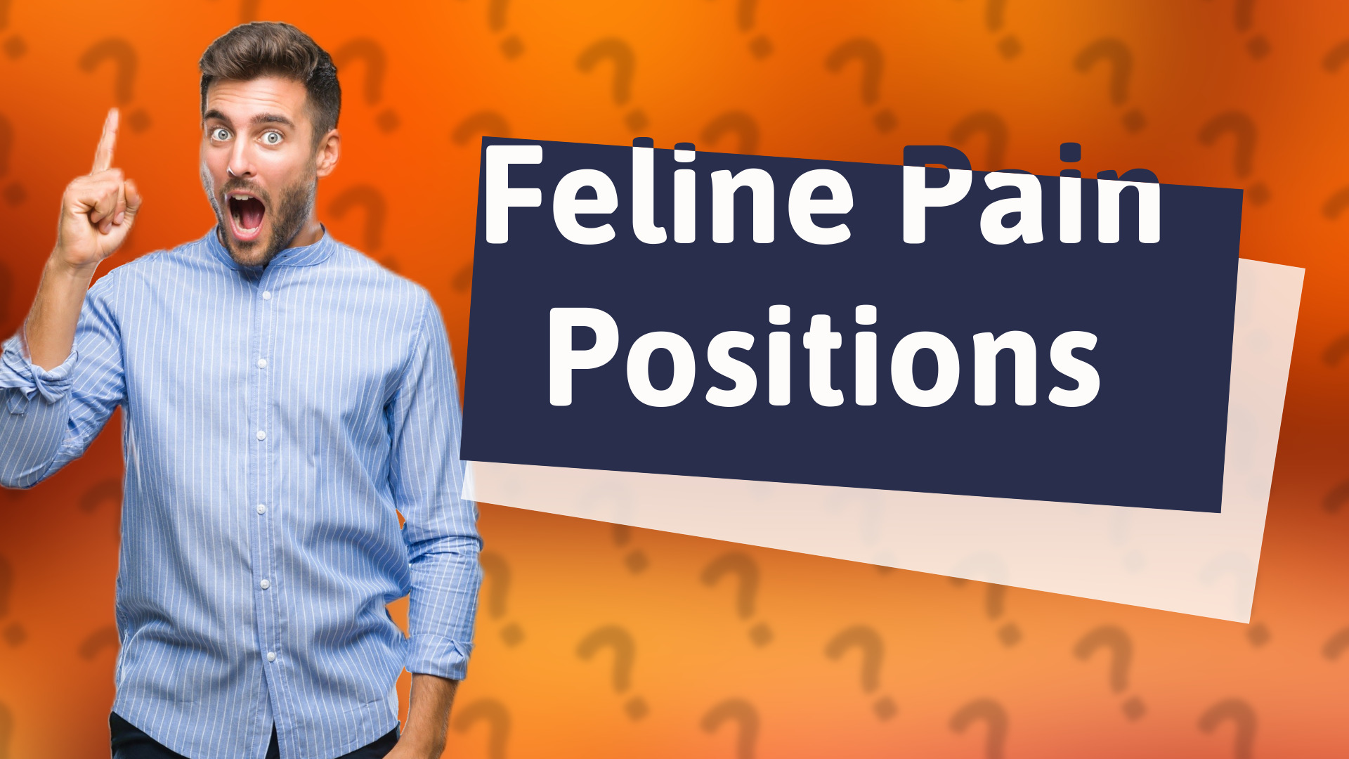 Feline Pain Positions