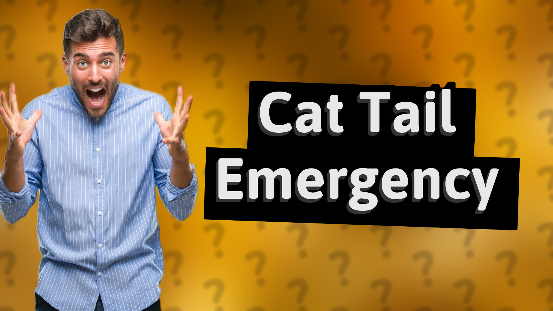 Cat Tail Emergency