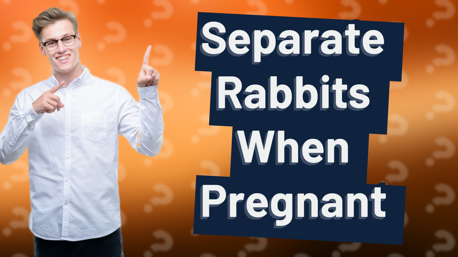 Separate Rabbits When Pregnant
