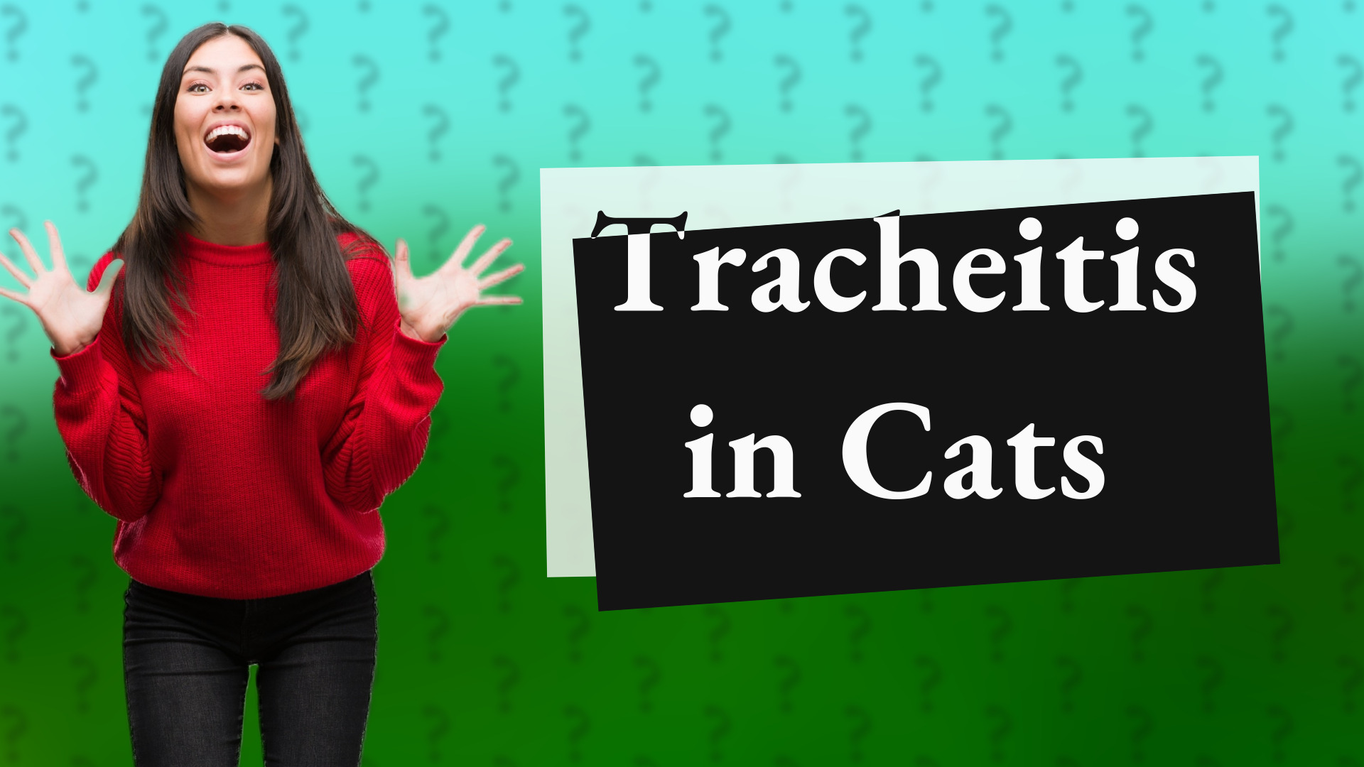 Tracheitis in Cats