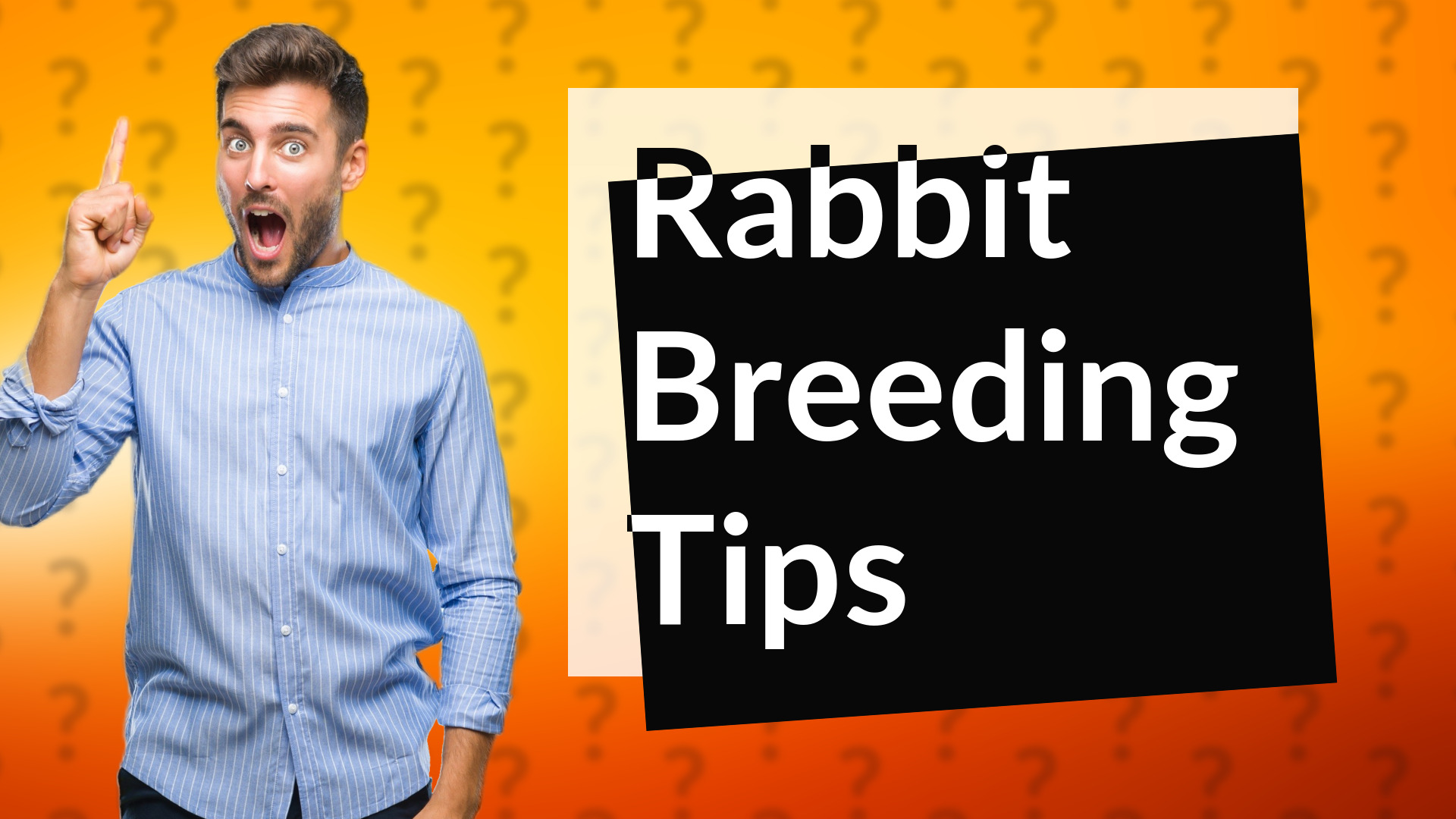 Rabbit Breeding Tips