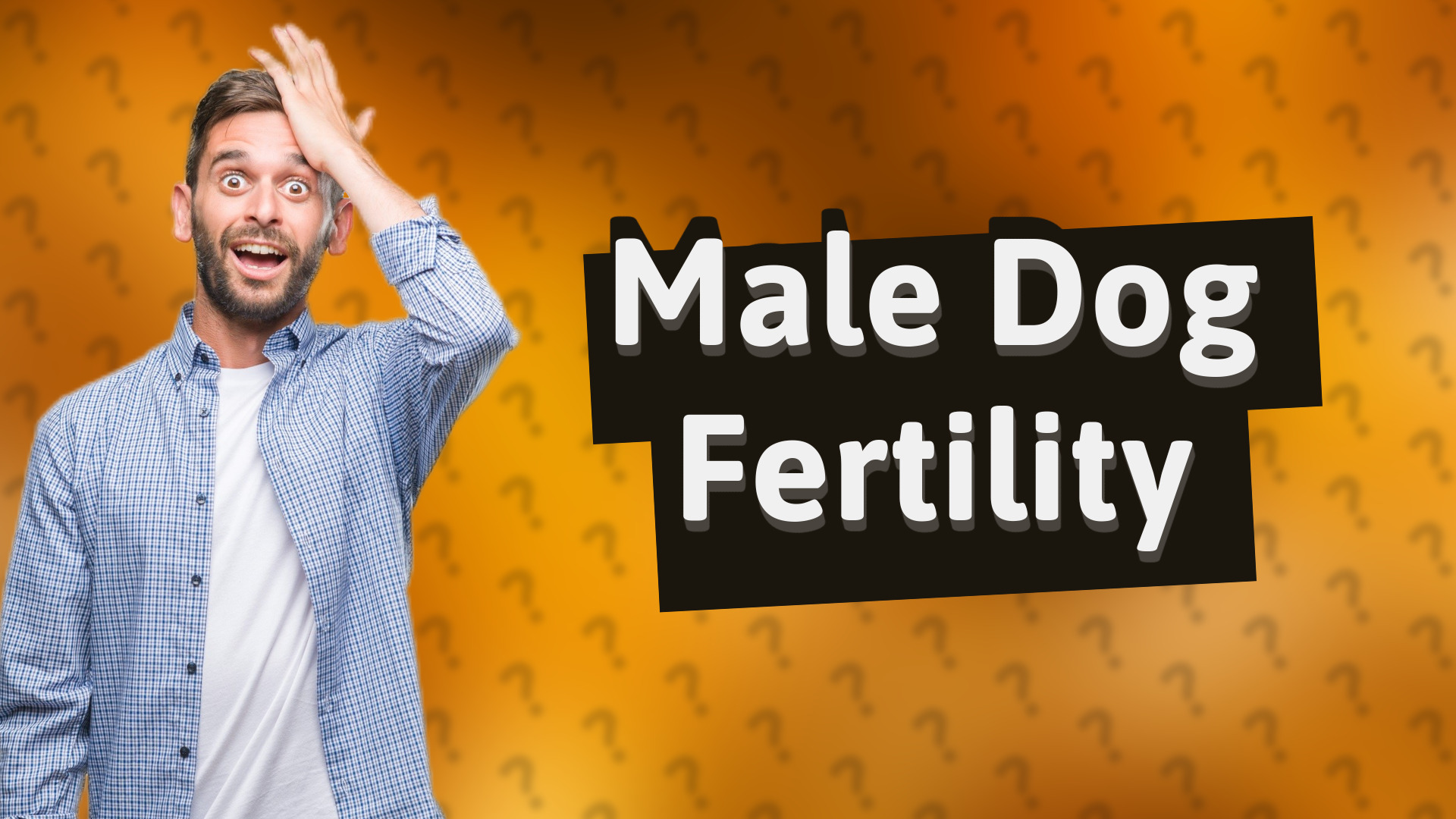 Male Dog Fertility