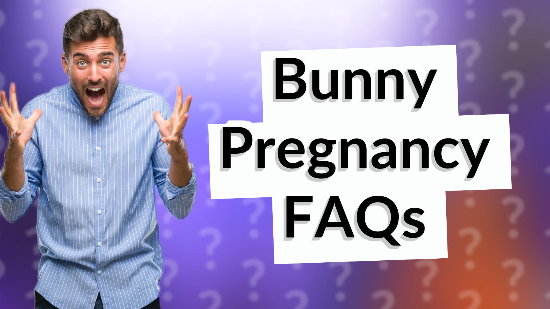Bunny Pregnancy FAQs