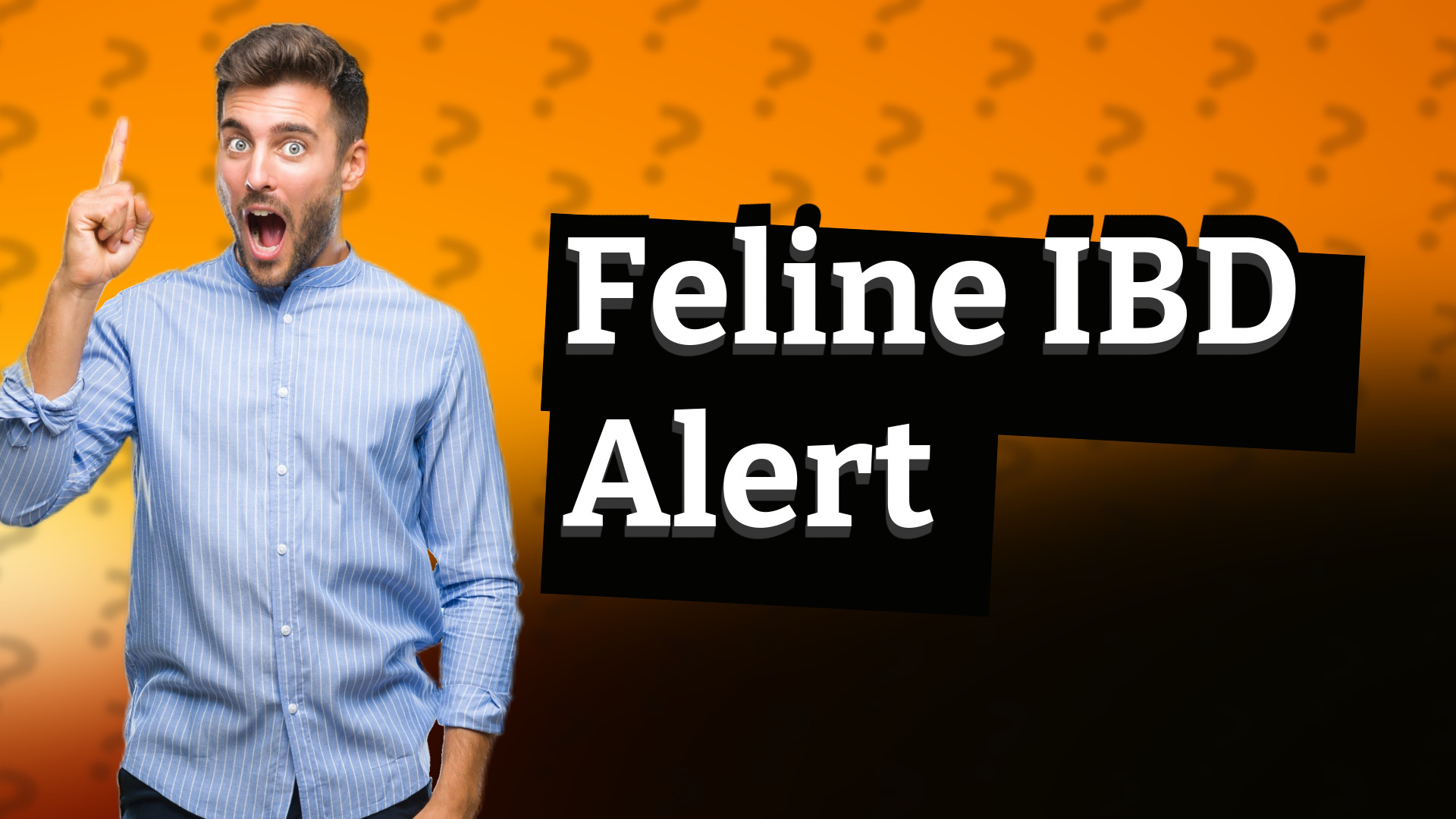 Feline IBD Alert