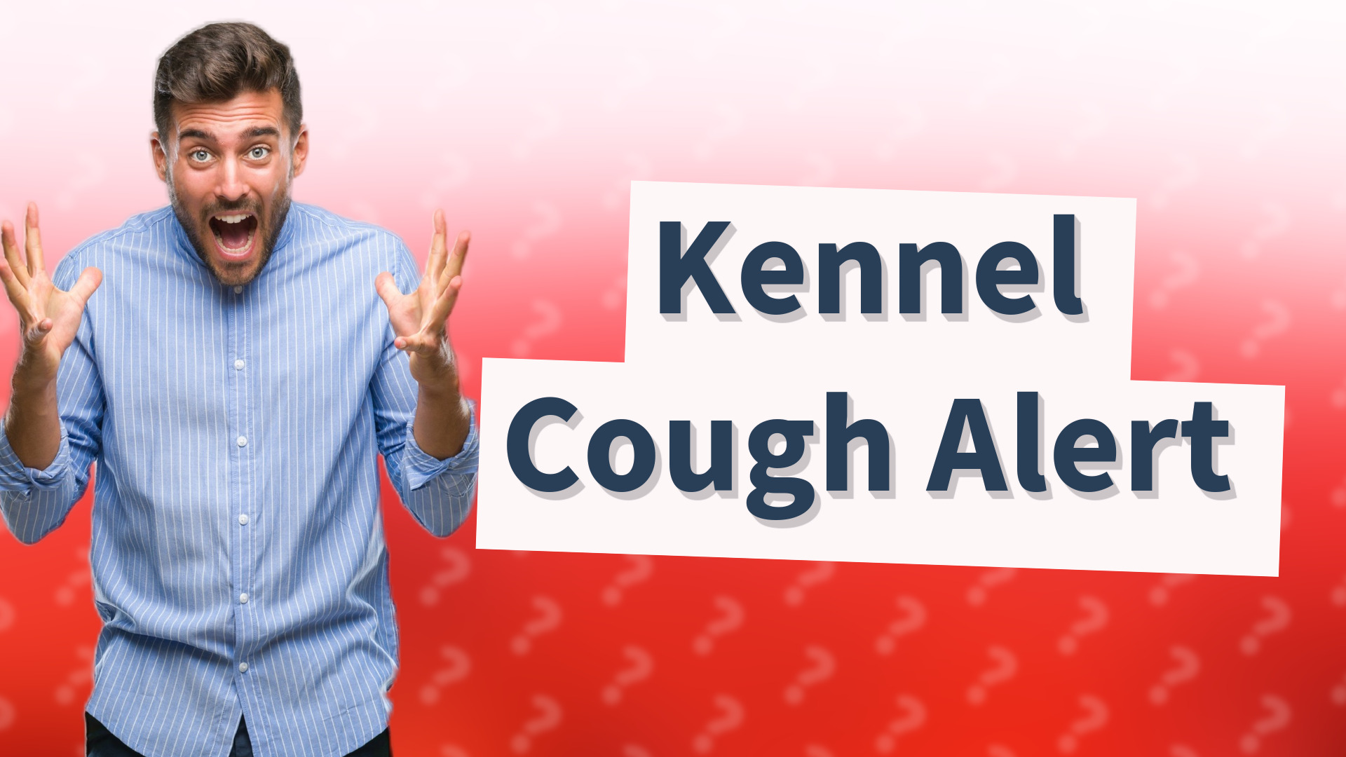 Kennel Cough Alert