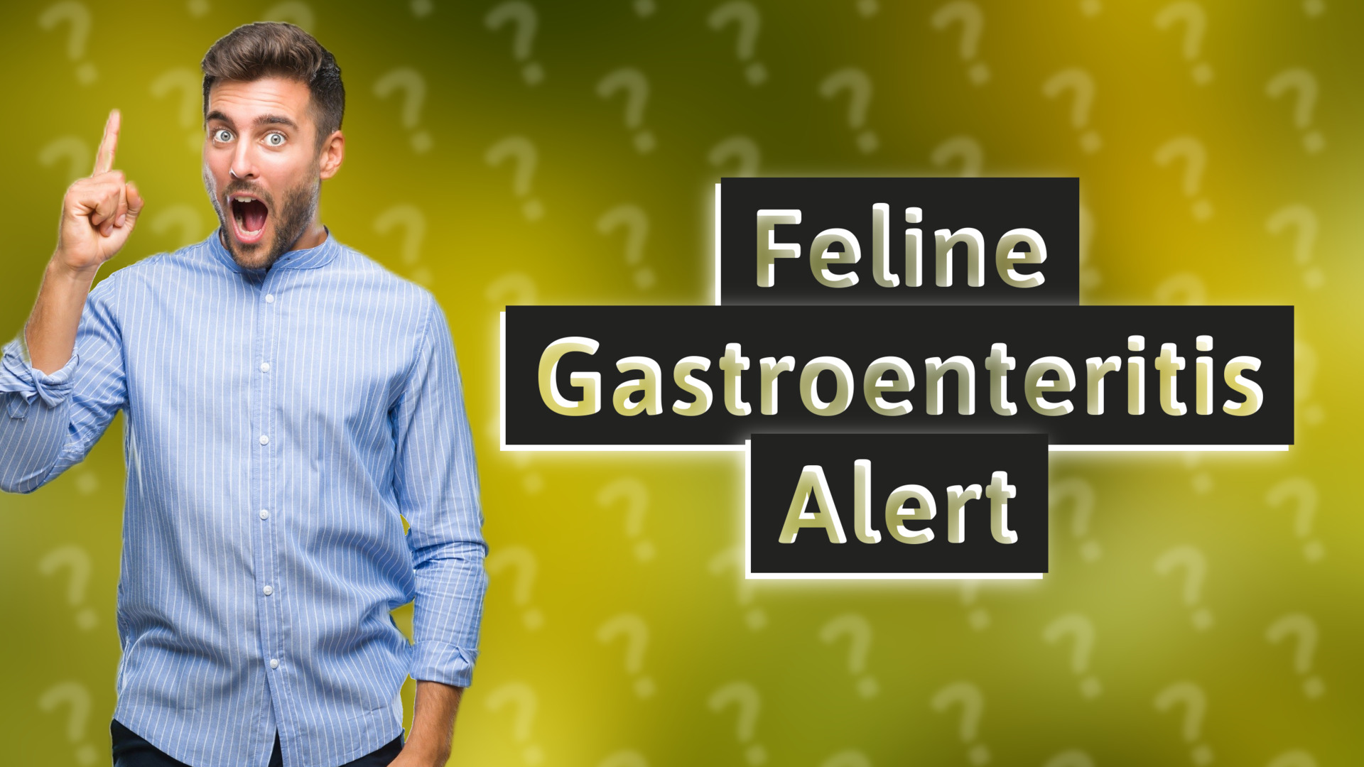 Feline Gastroenteritis Alert