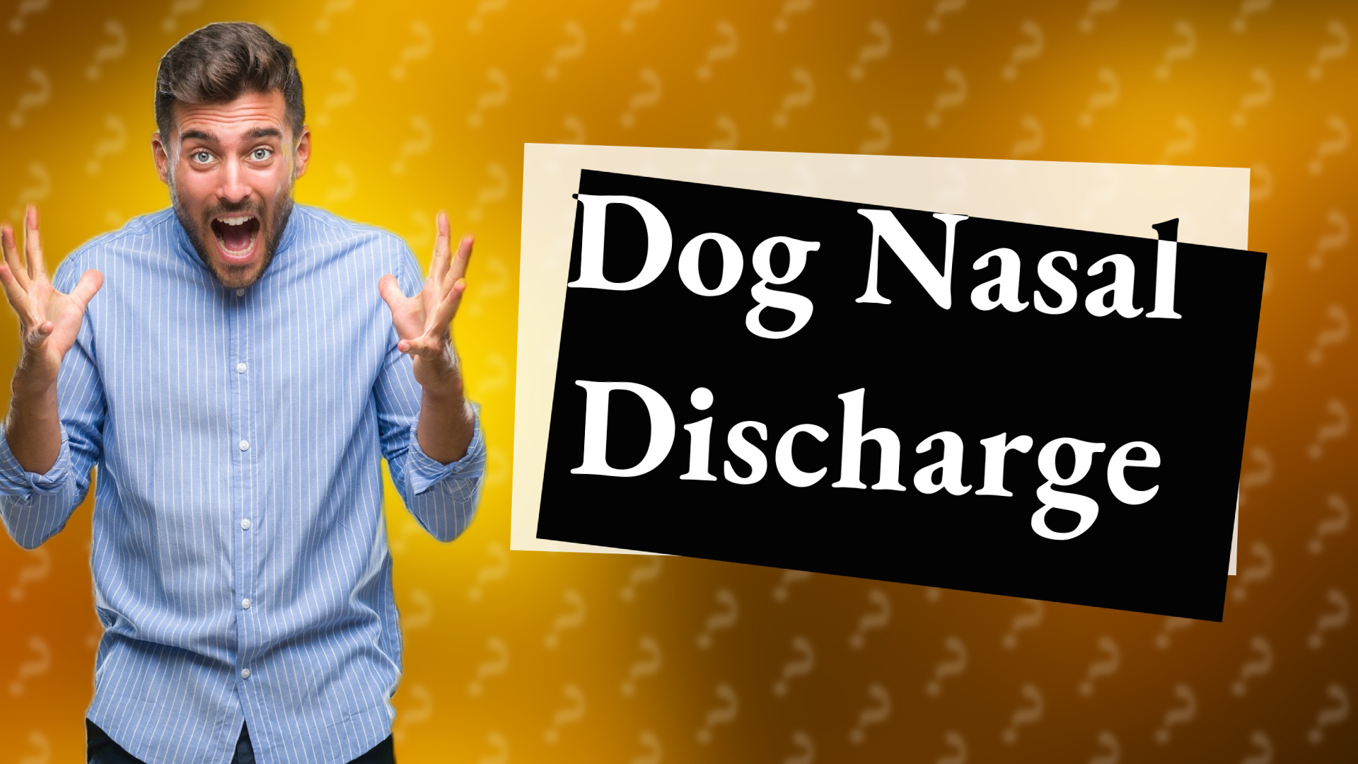 Dog Nasal Discharge