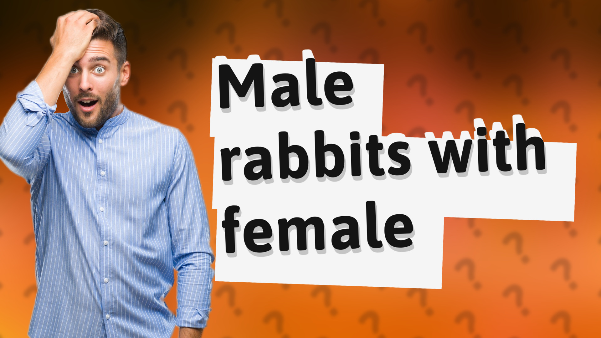 Male rabbits with female