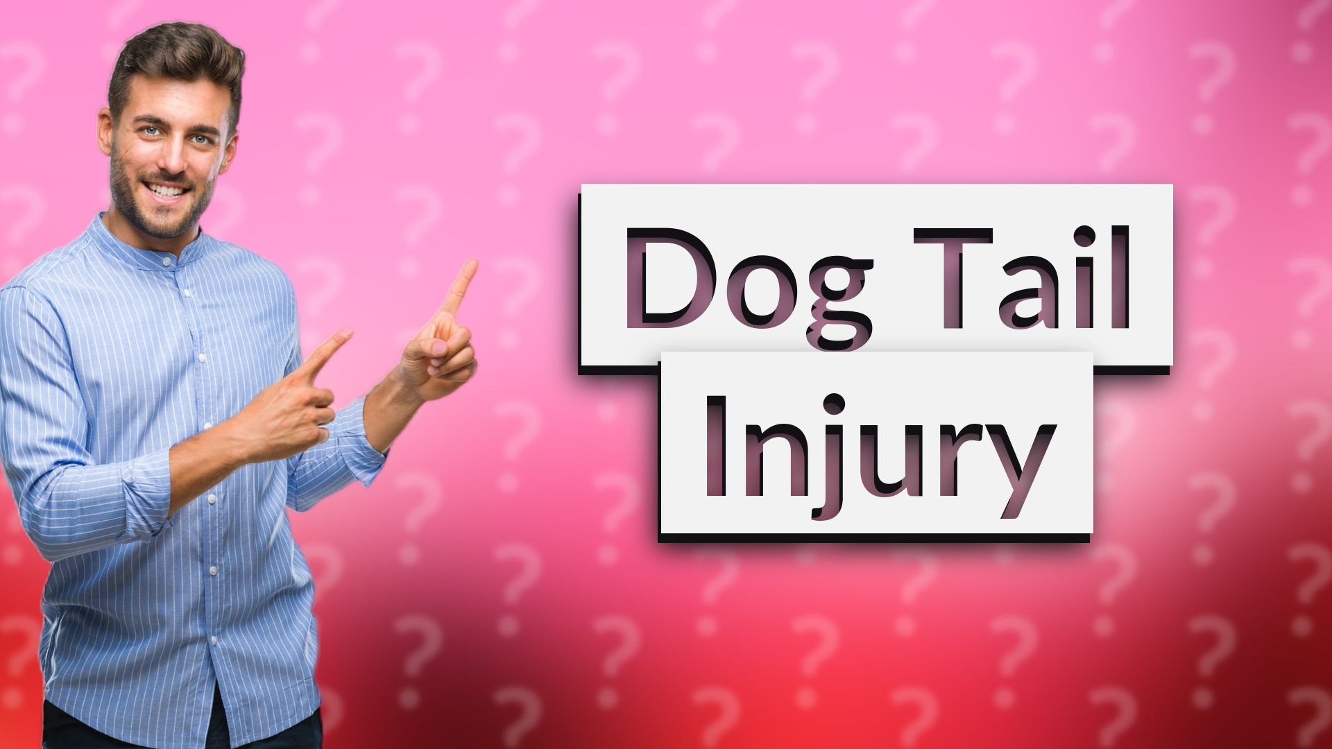 Dog Tail Injury