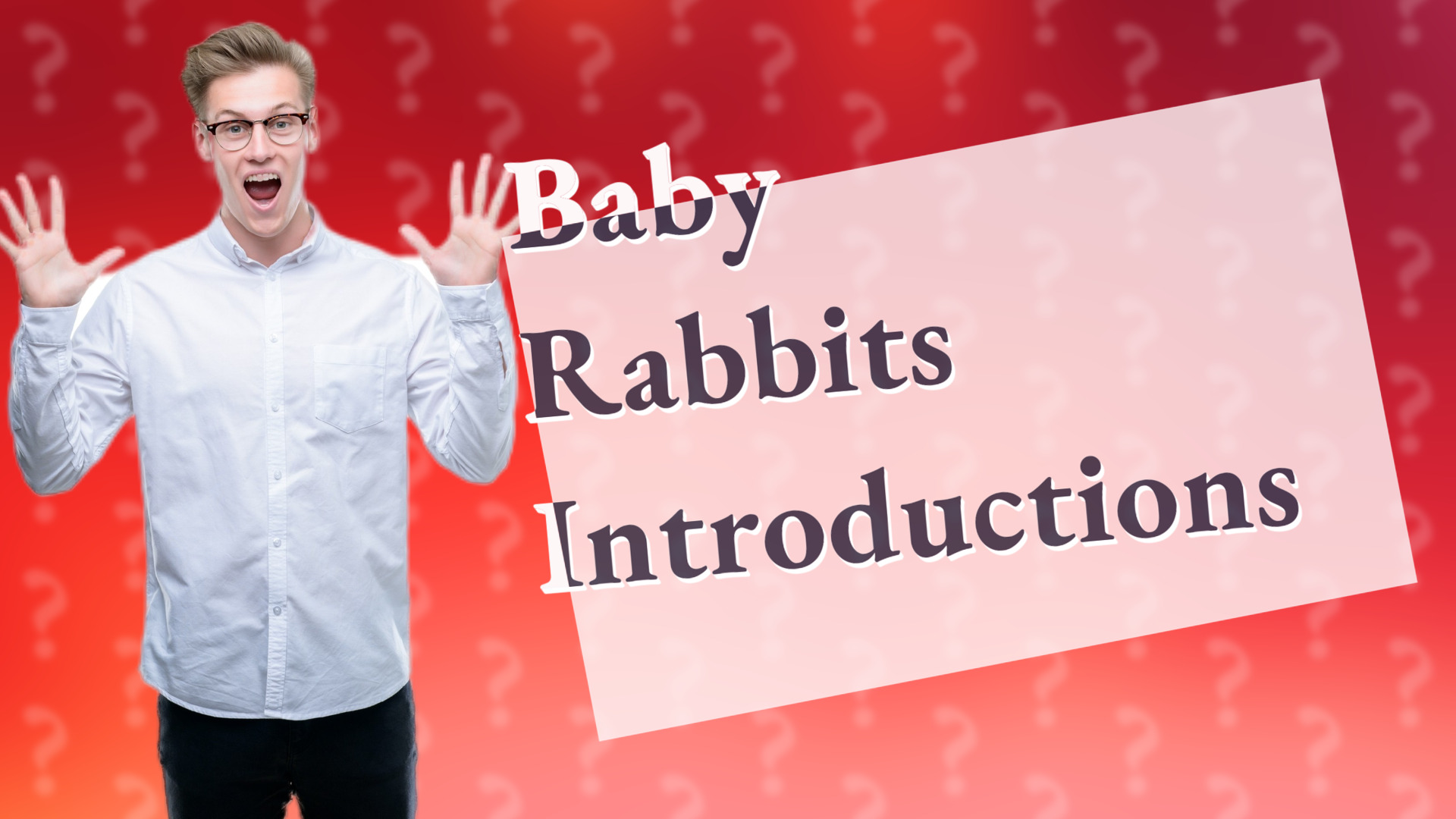 Baby Rabbits Introductions