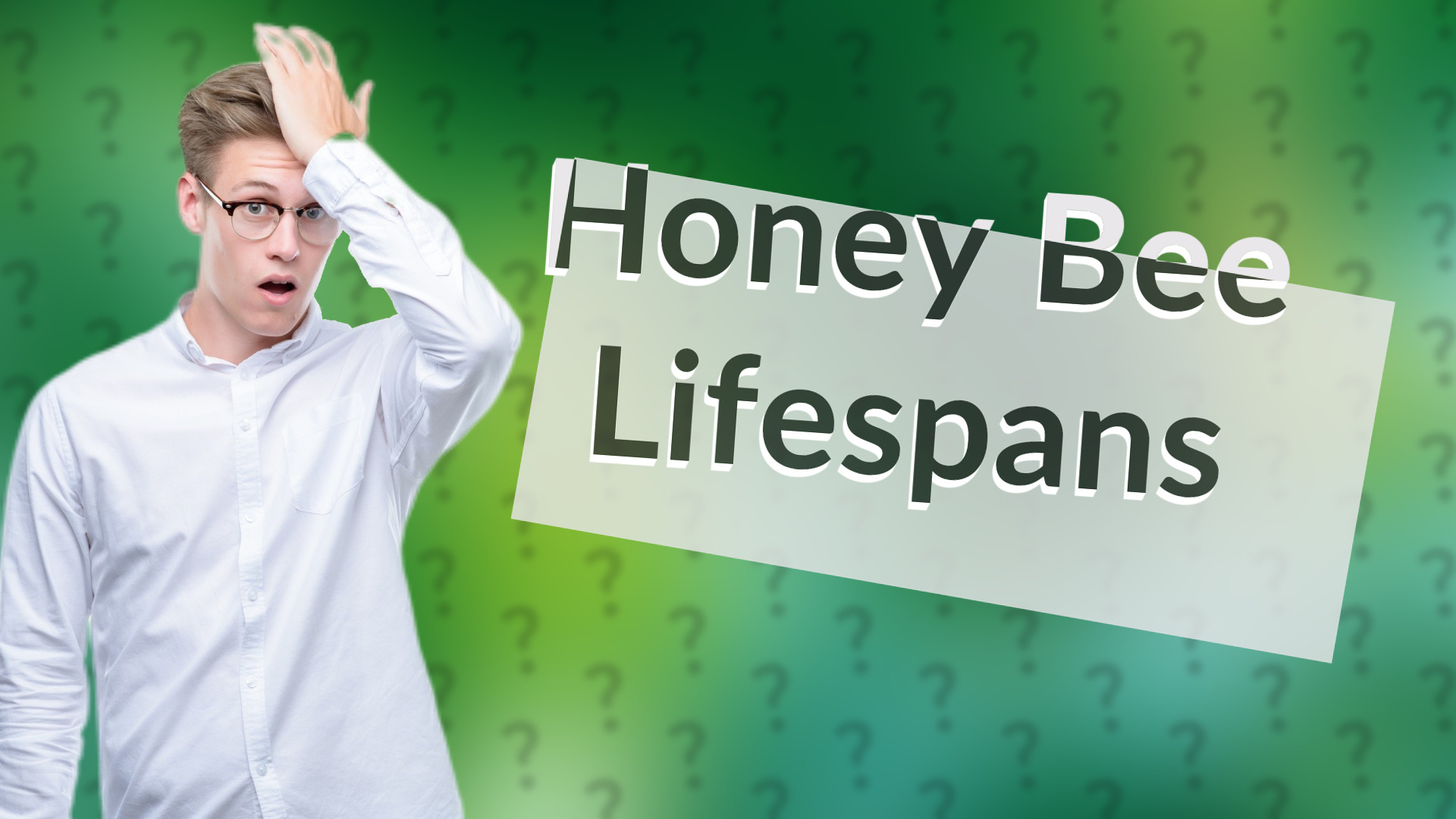 Honey Bee Lifespans