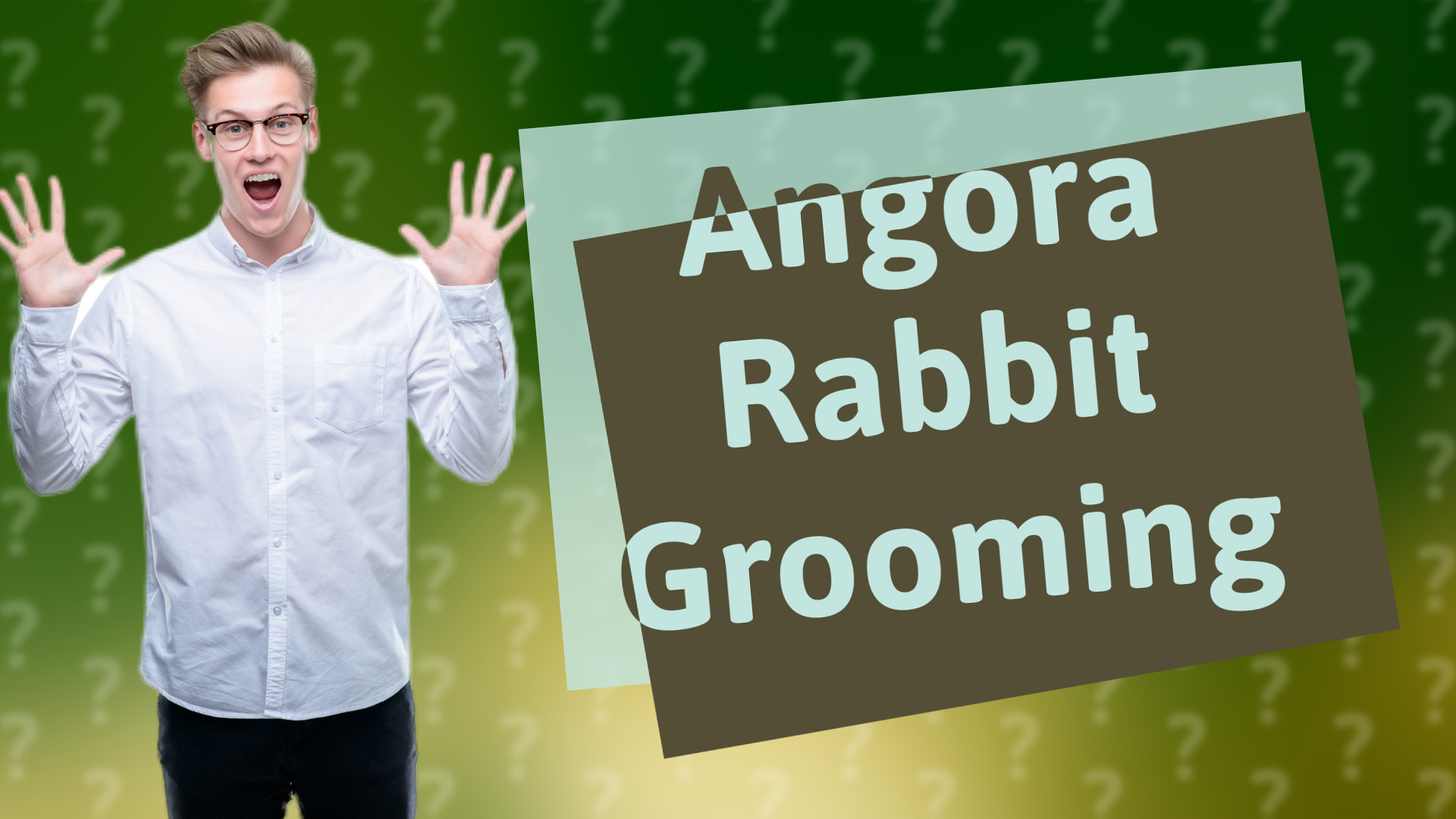 Angora Rabbit Grooming