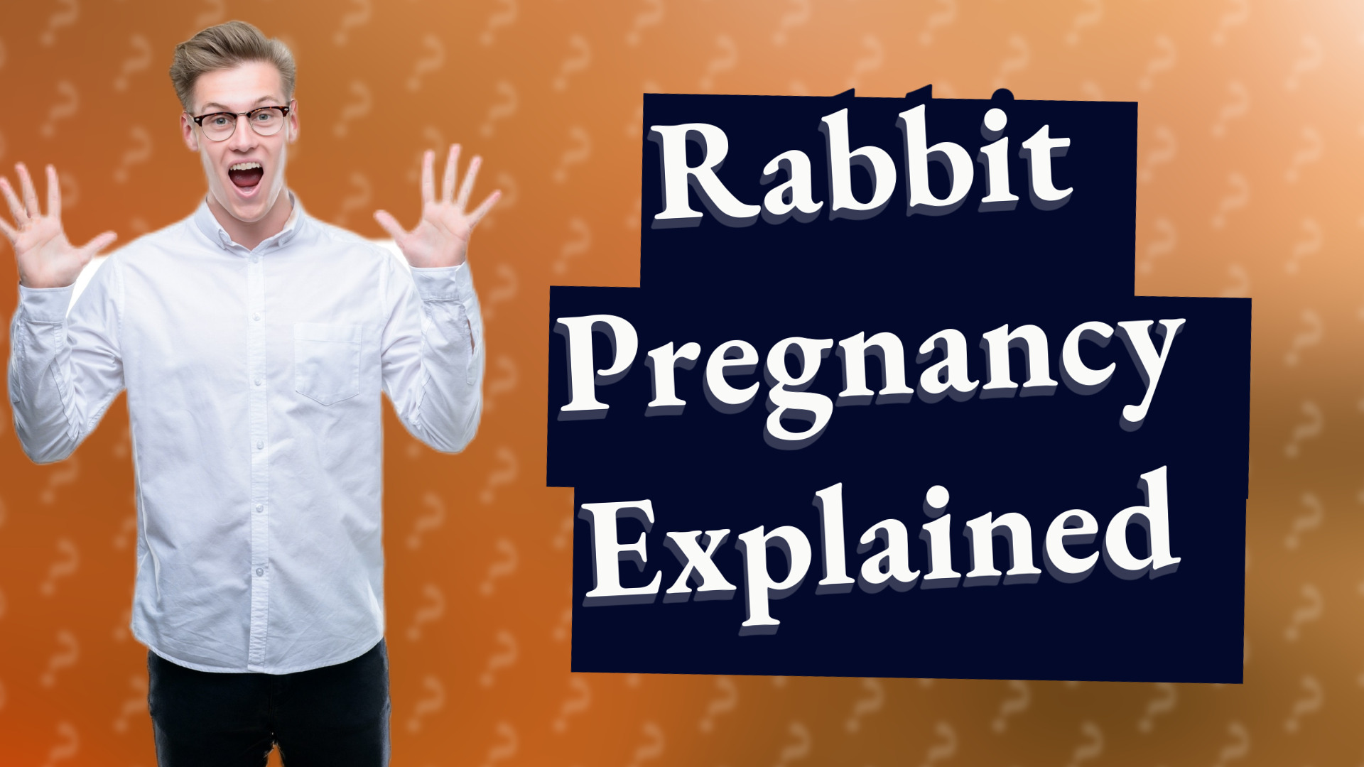 Rabbit Pregnancy Explained