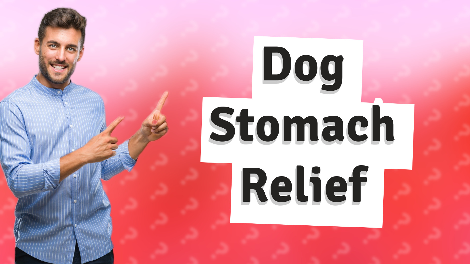 Dog Stomach Relief
