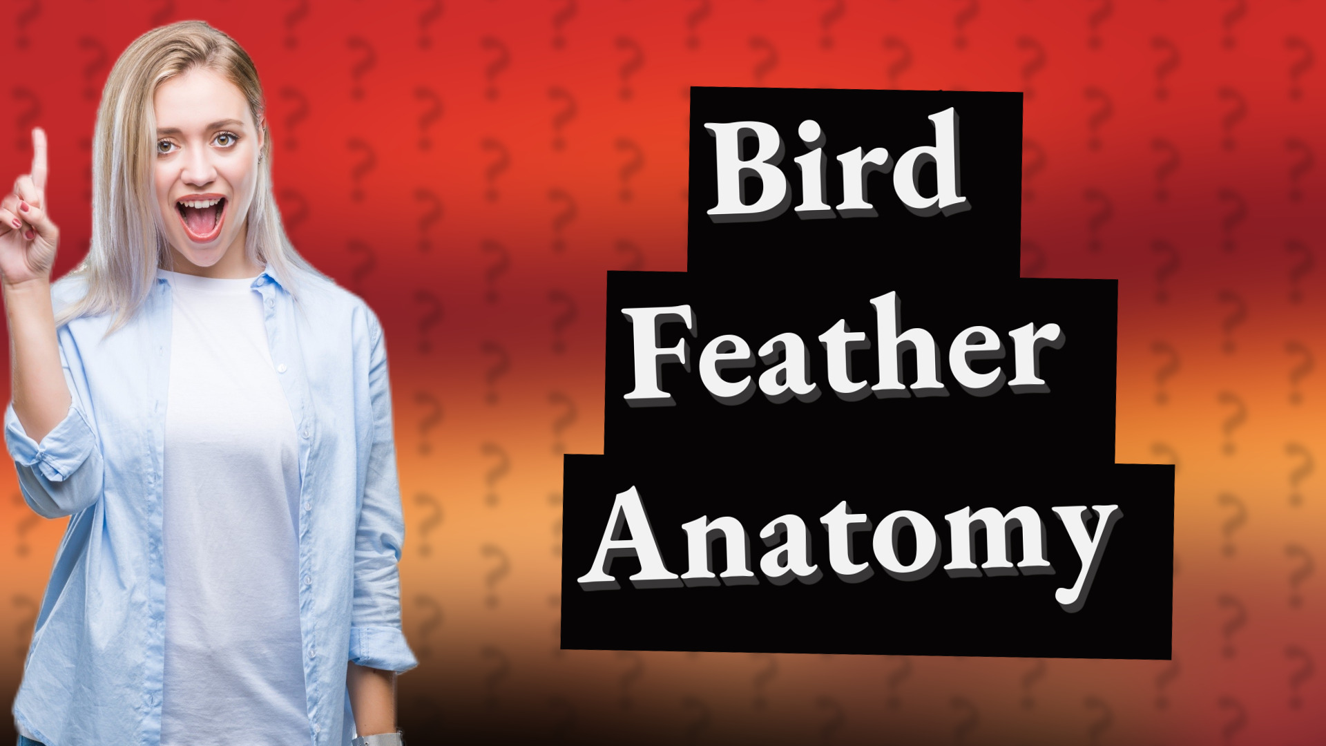 Bird Feather Anatomy