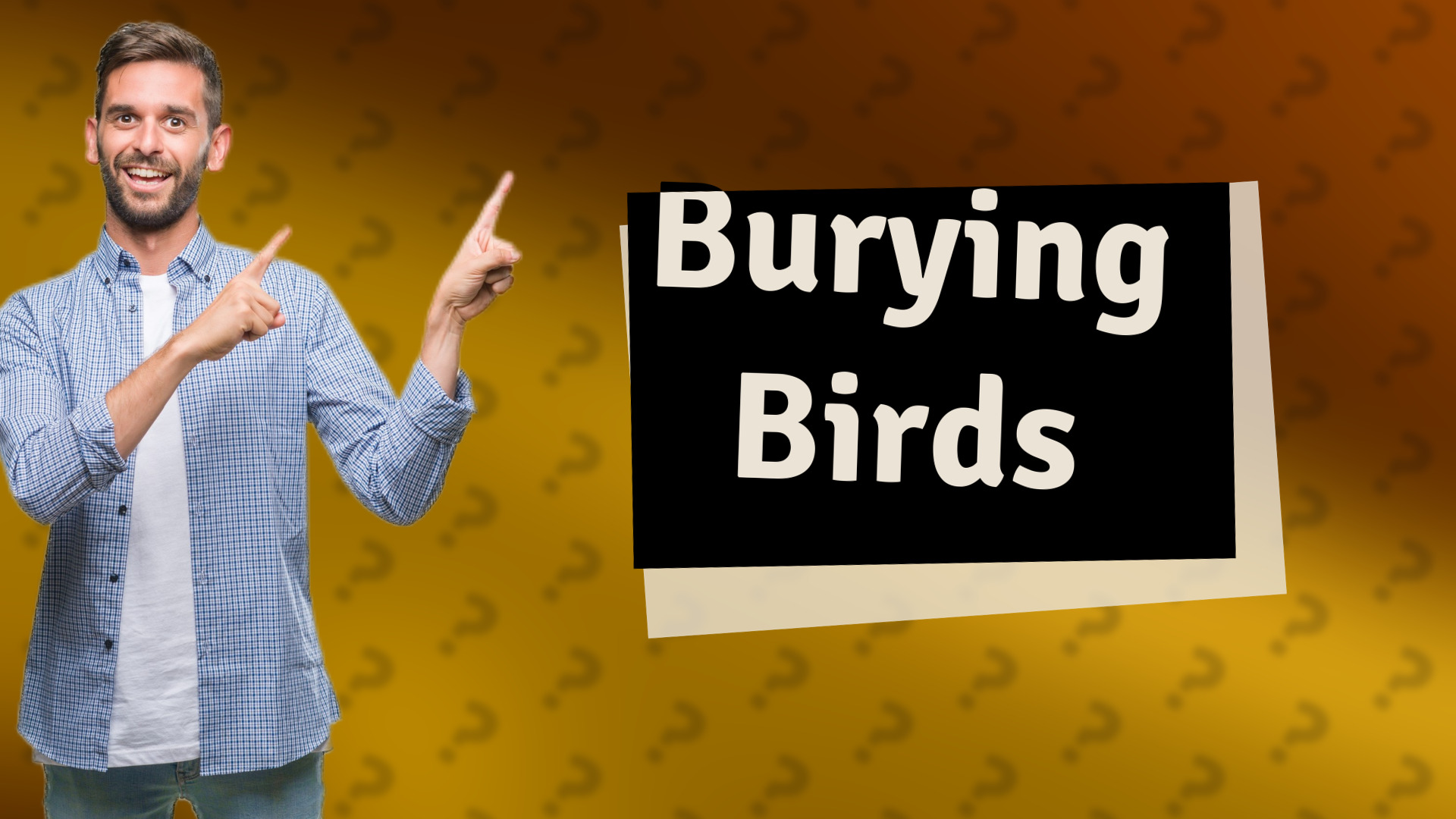 Burying Birds