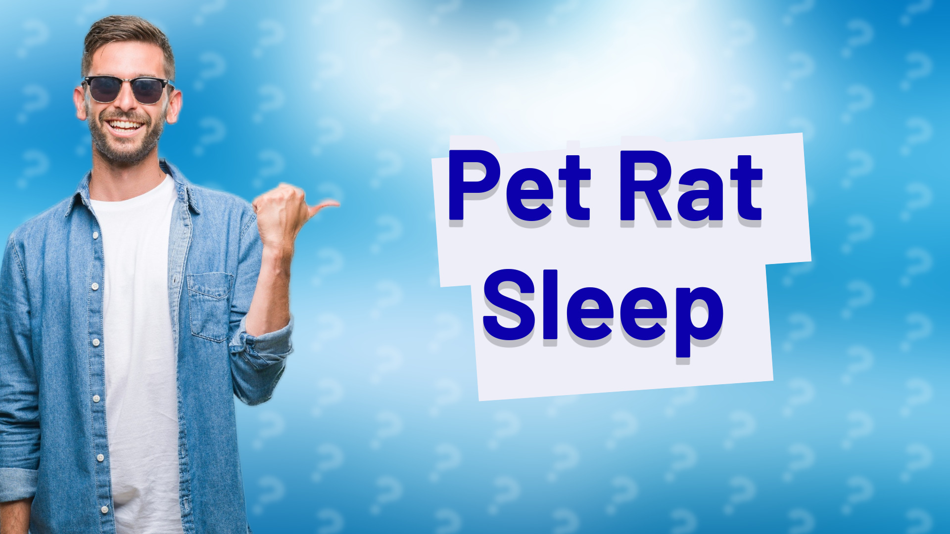 Pet Rat Sleep