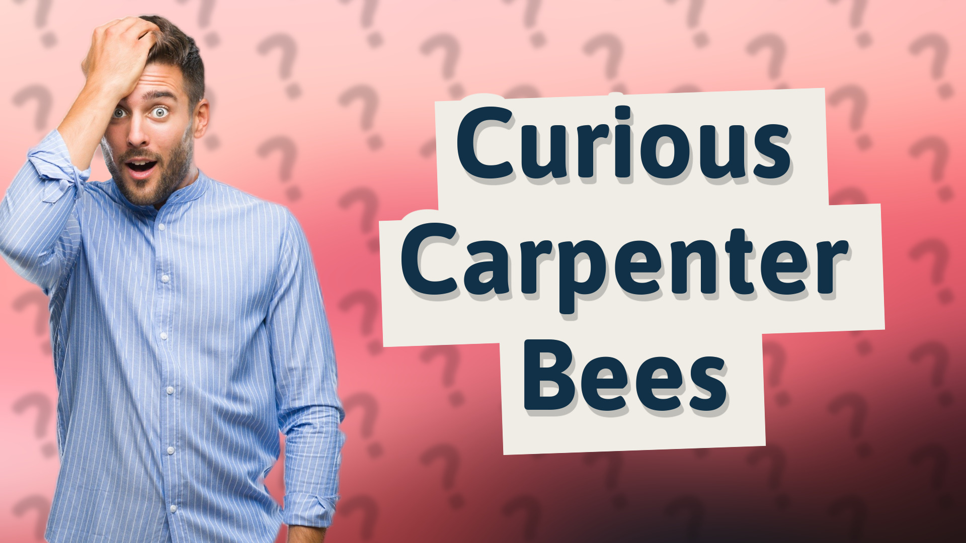 Curious Carpenter Bees