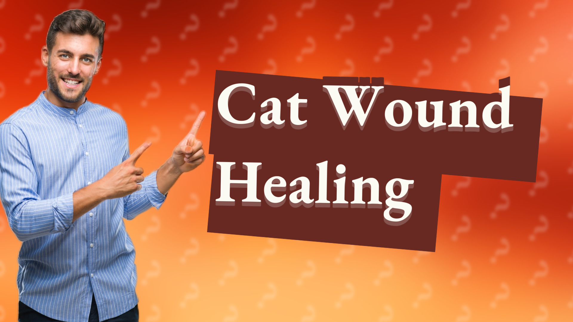 Cat Wound Healing
